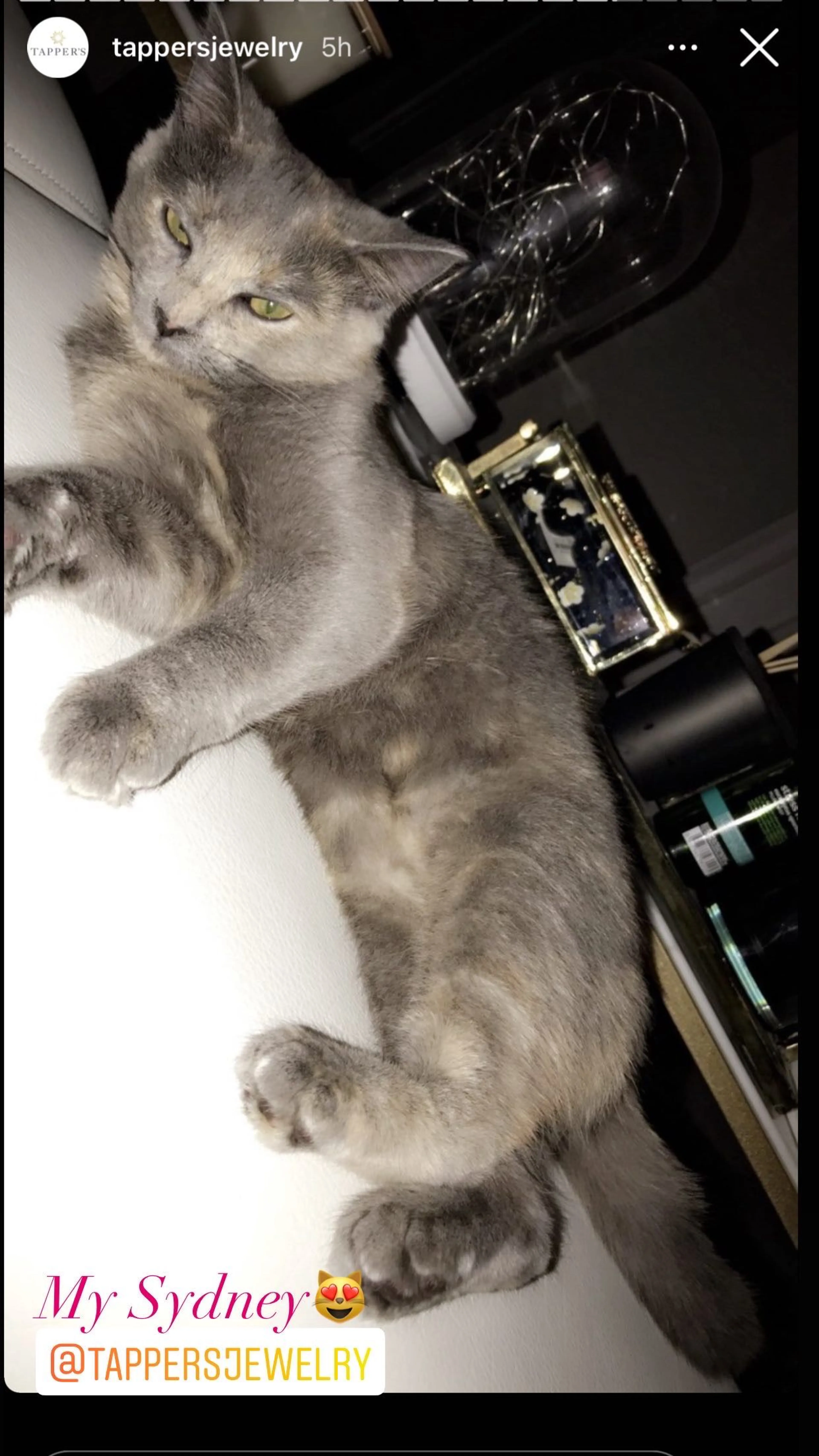 Lost pet-4
