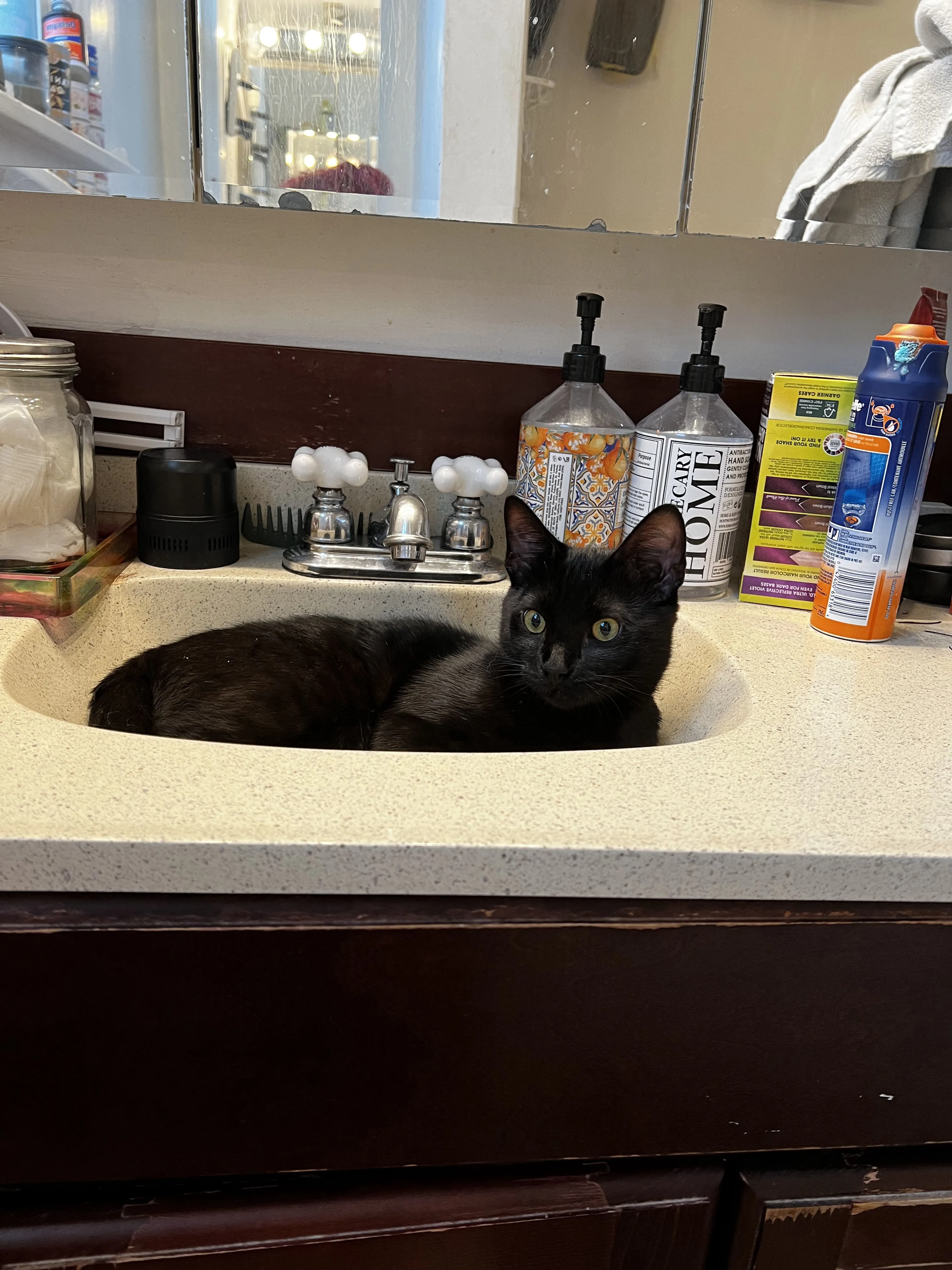 Lost pet