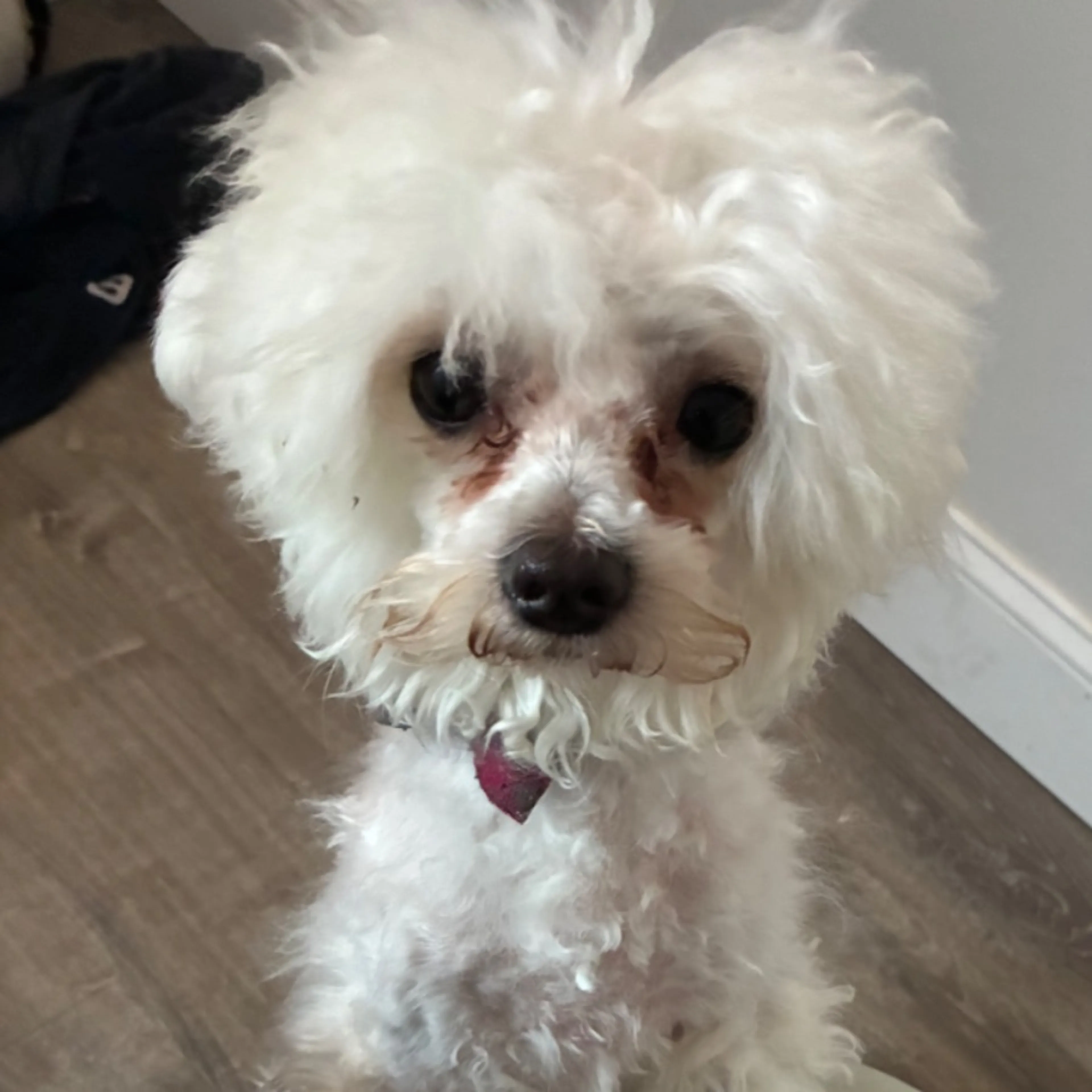 Lost pet