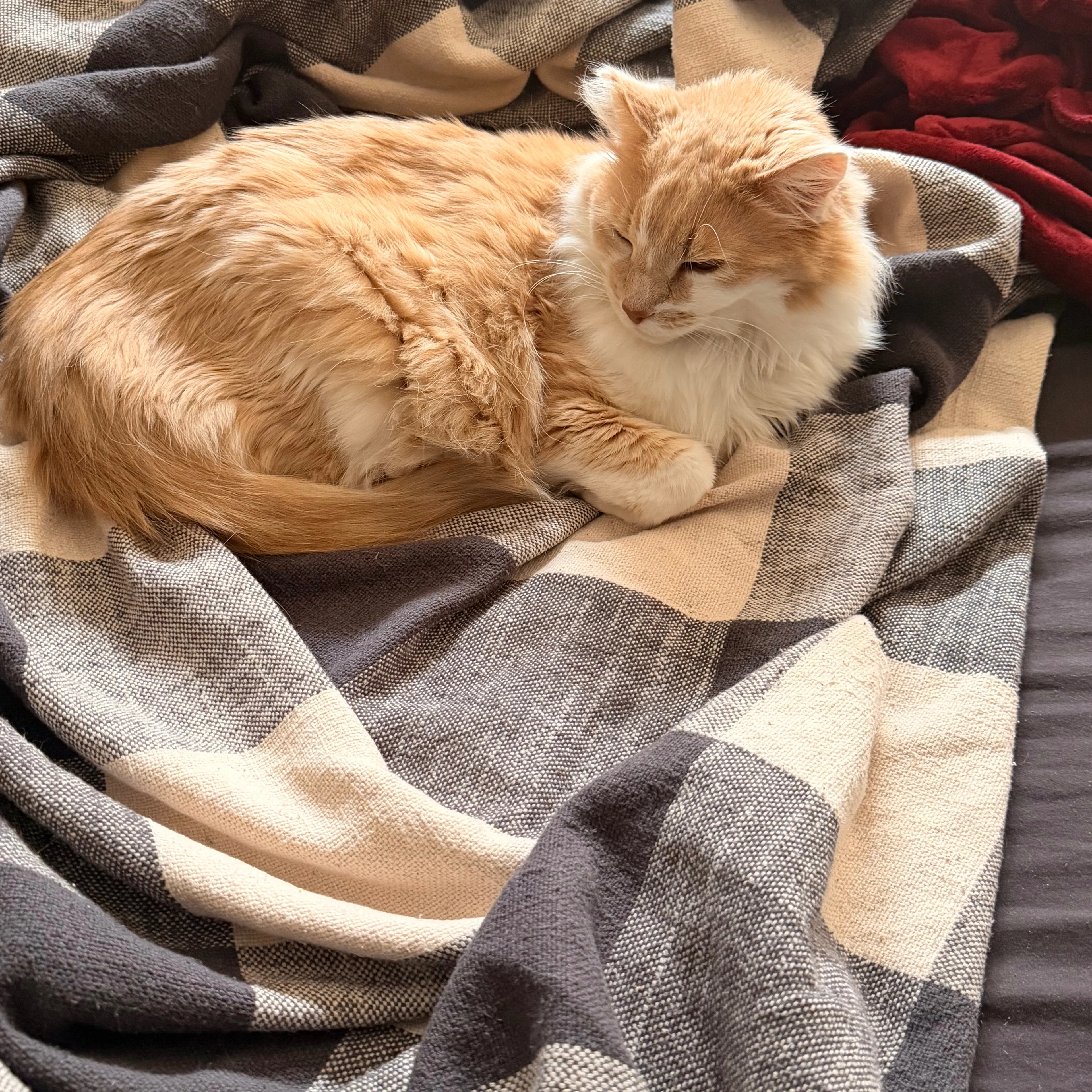 Found pet-1