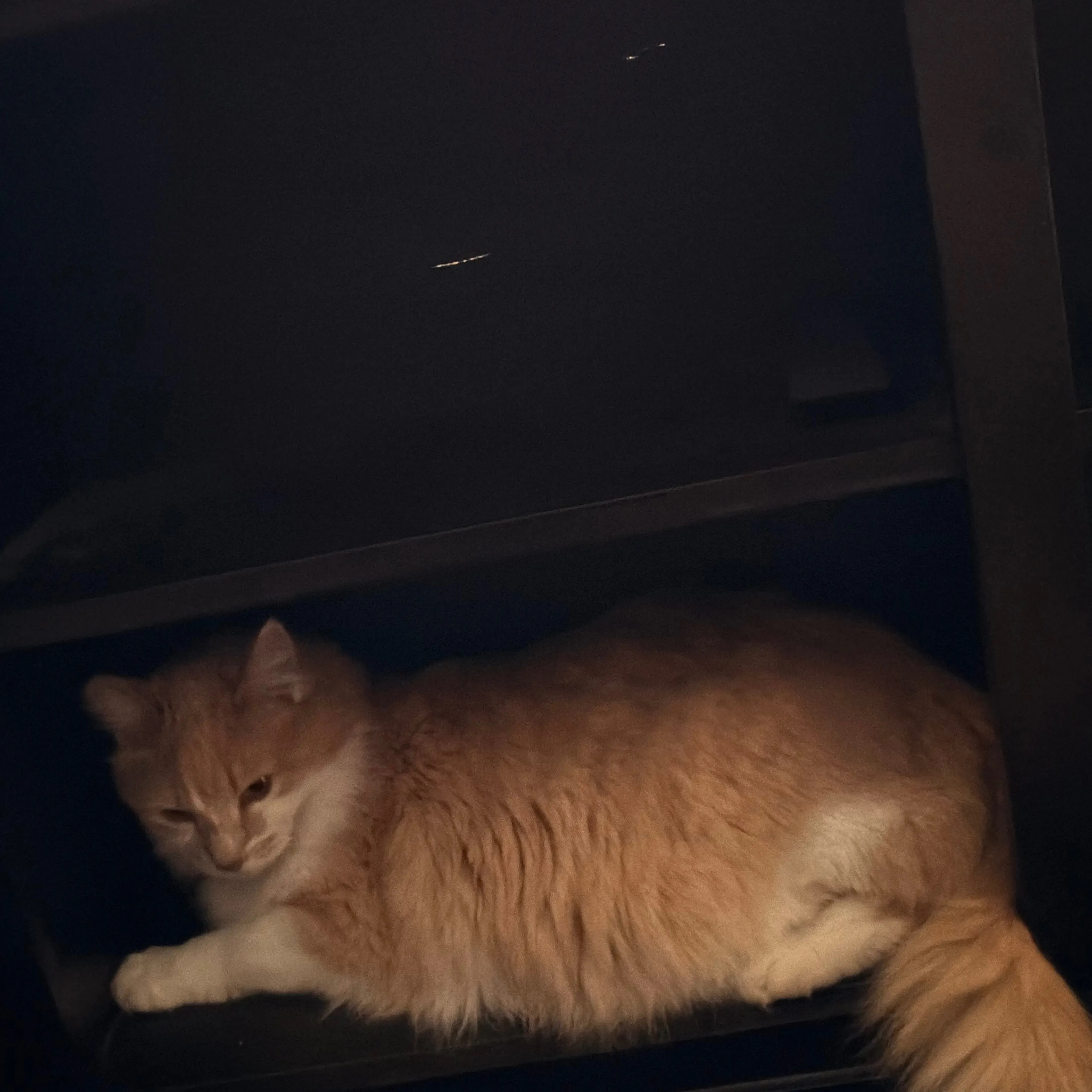 Found pet-2