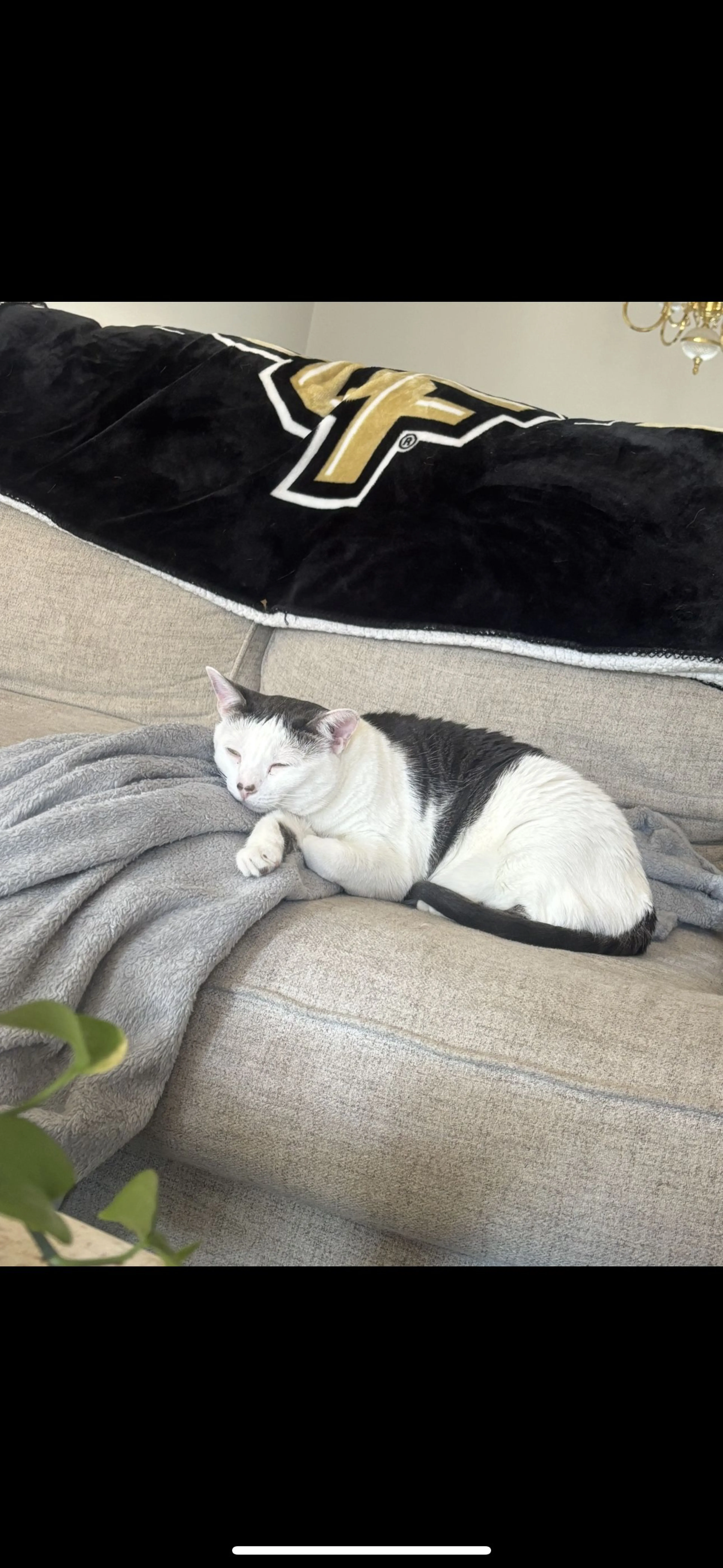 Lost pet-2