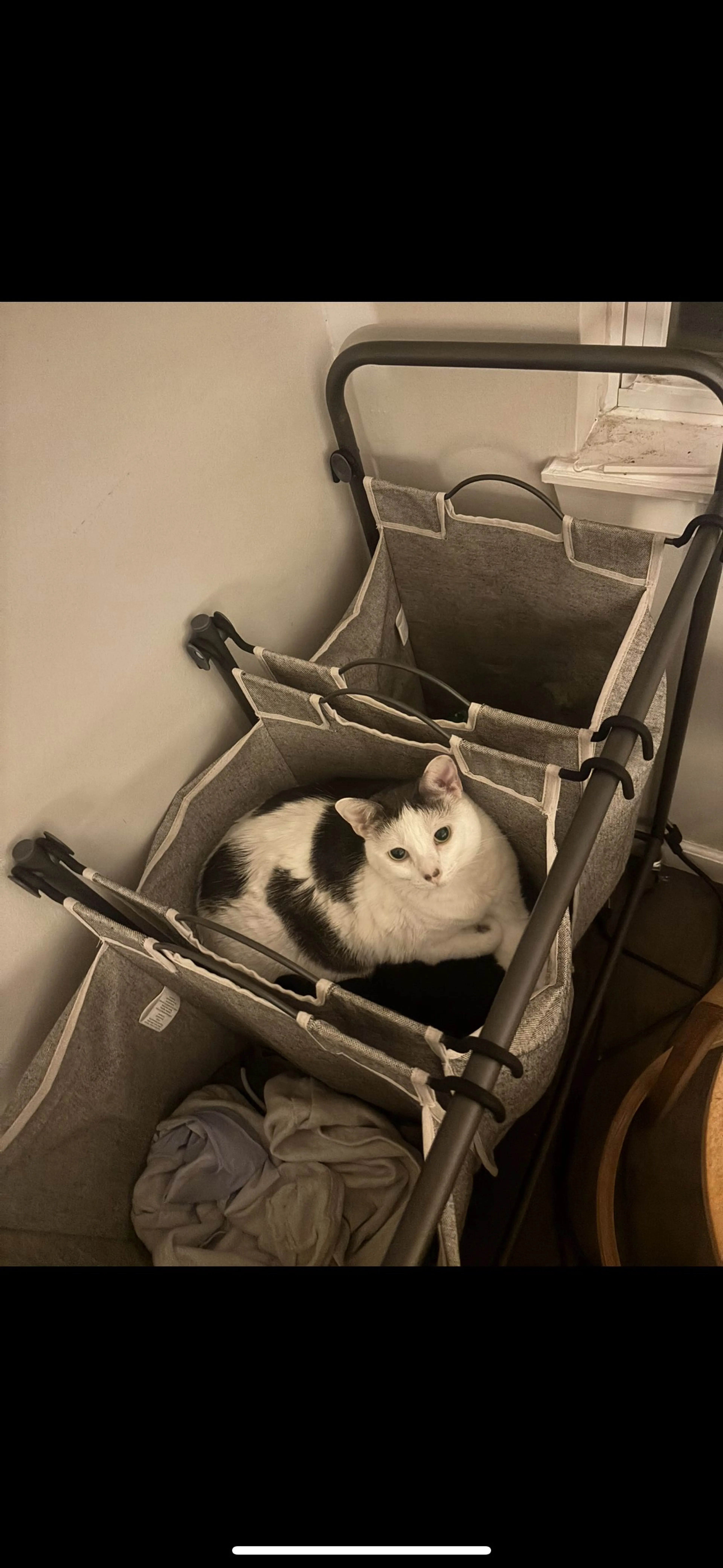 Lost pet-0
