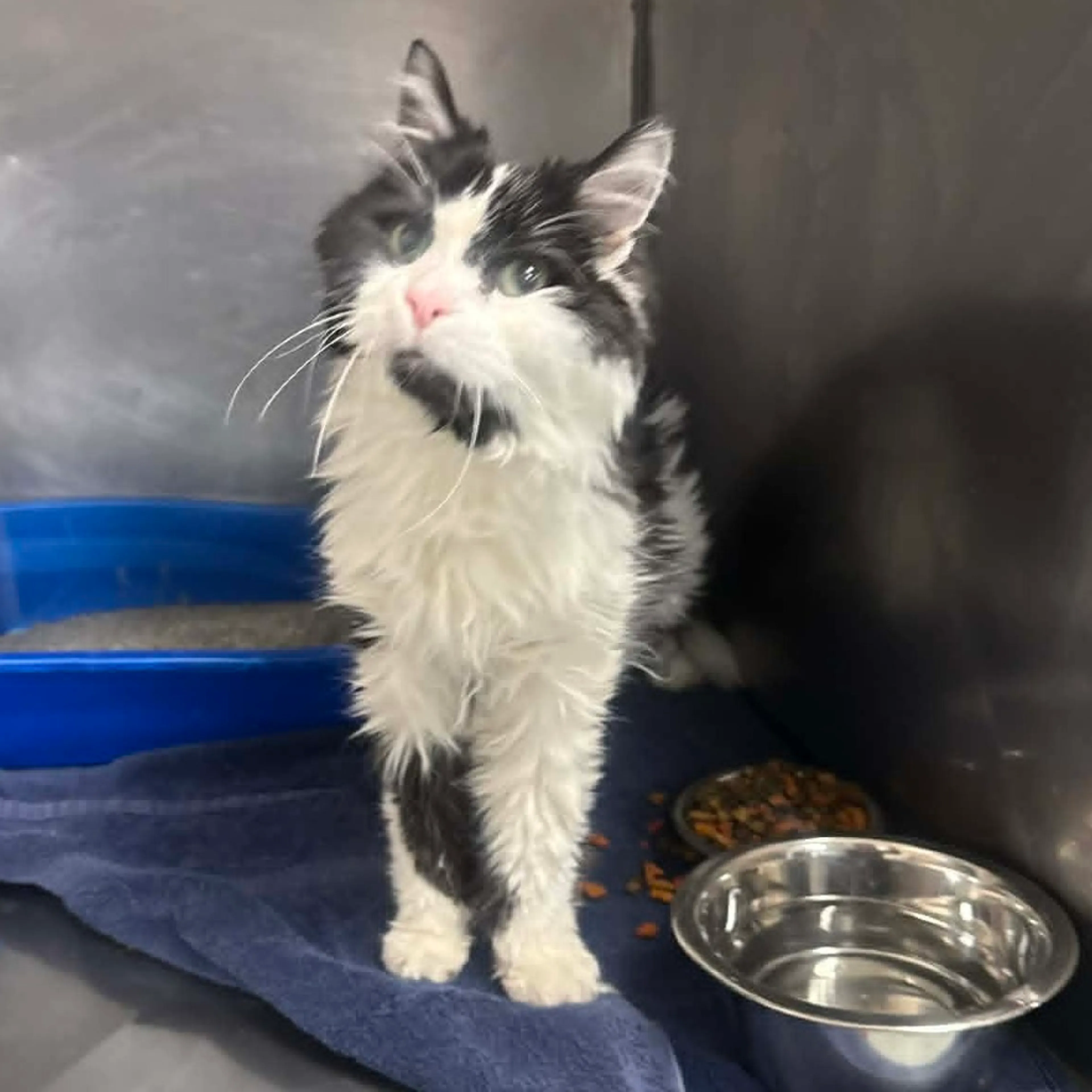 Found pet