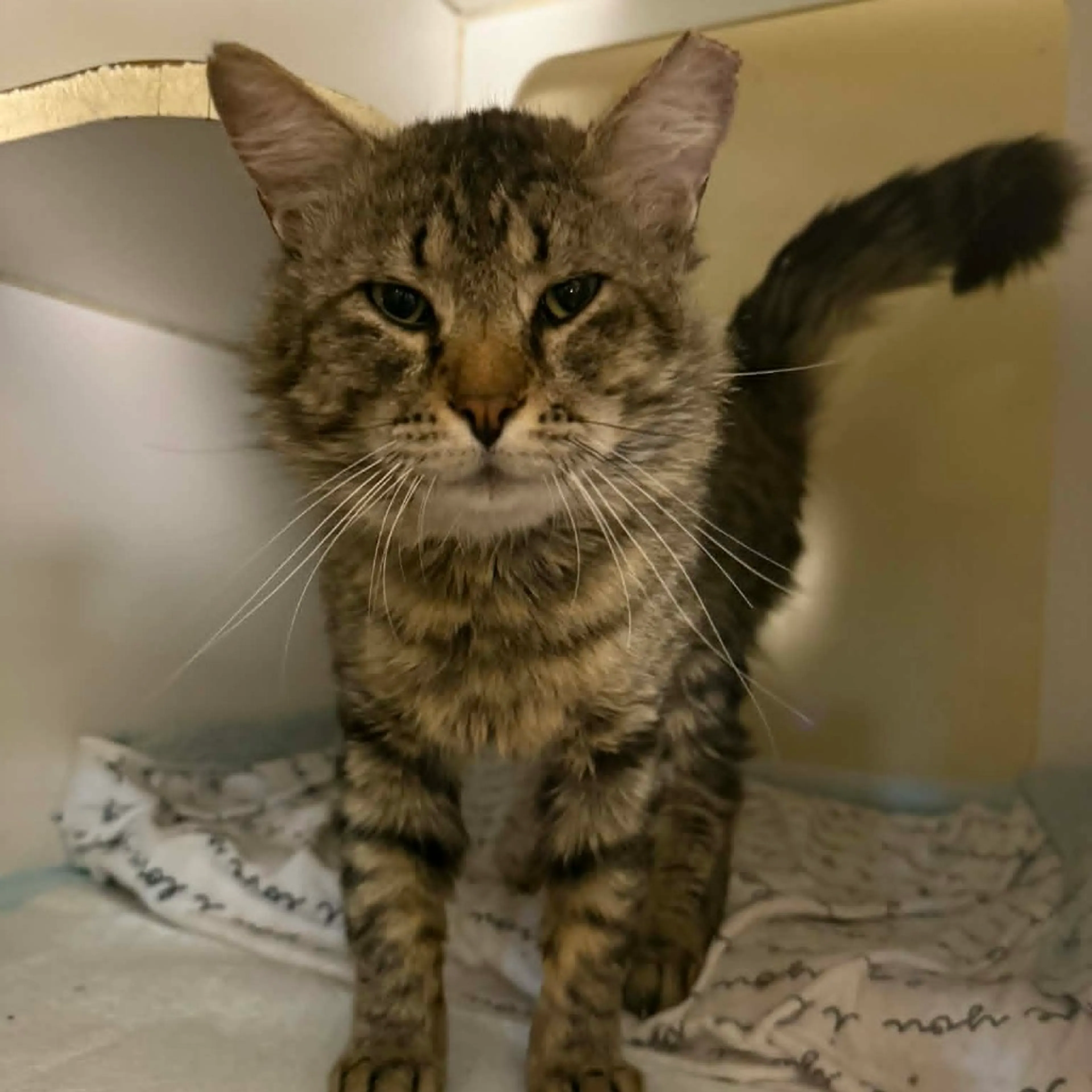 Found pet
