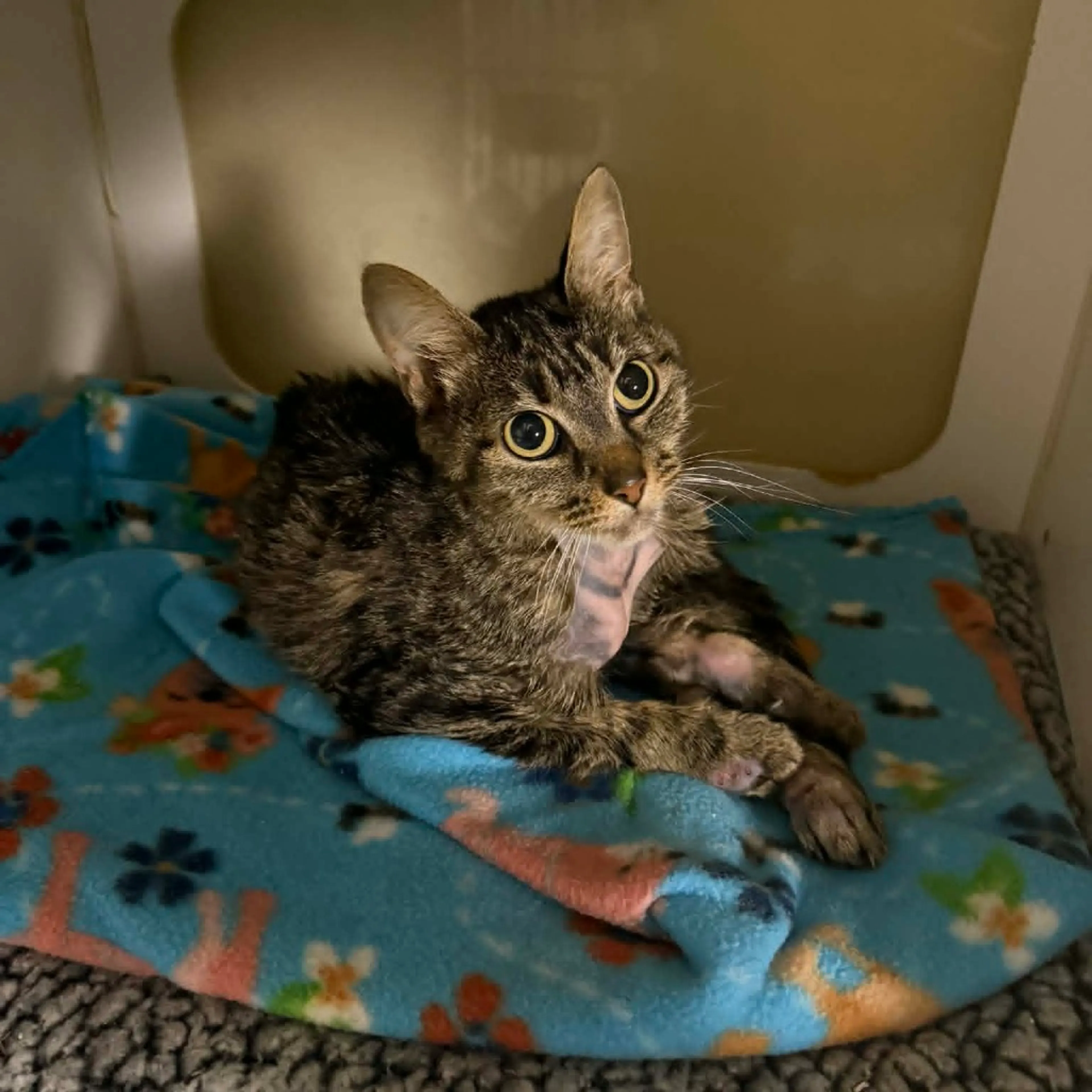 Found pet