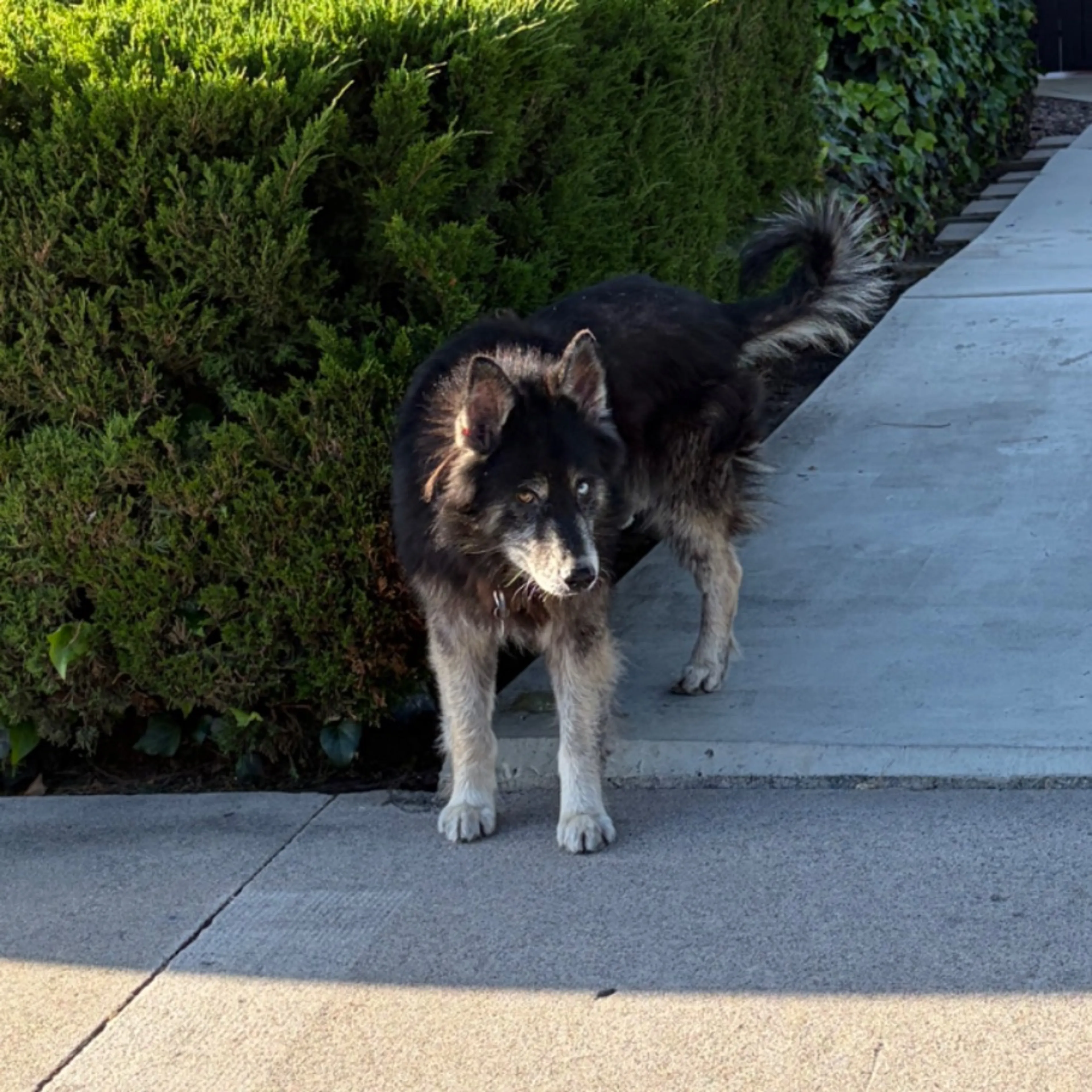 Found pet