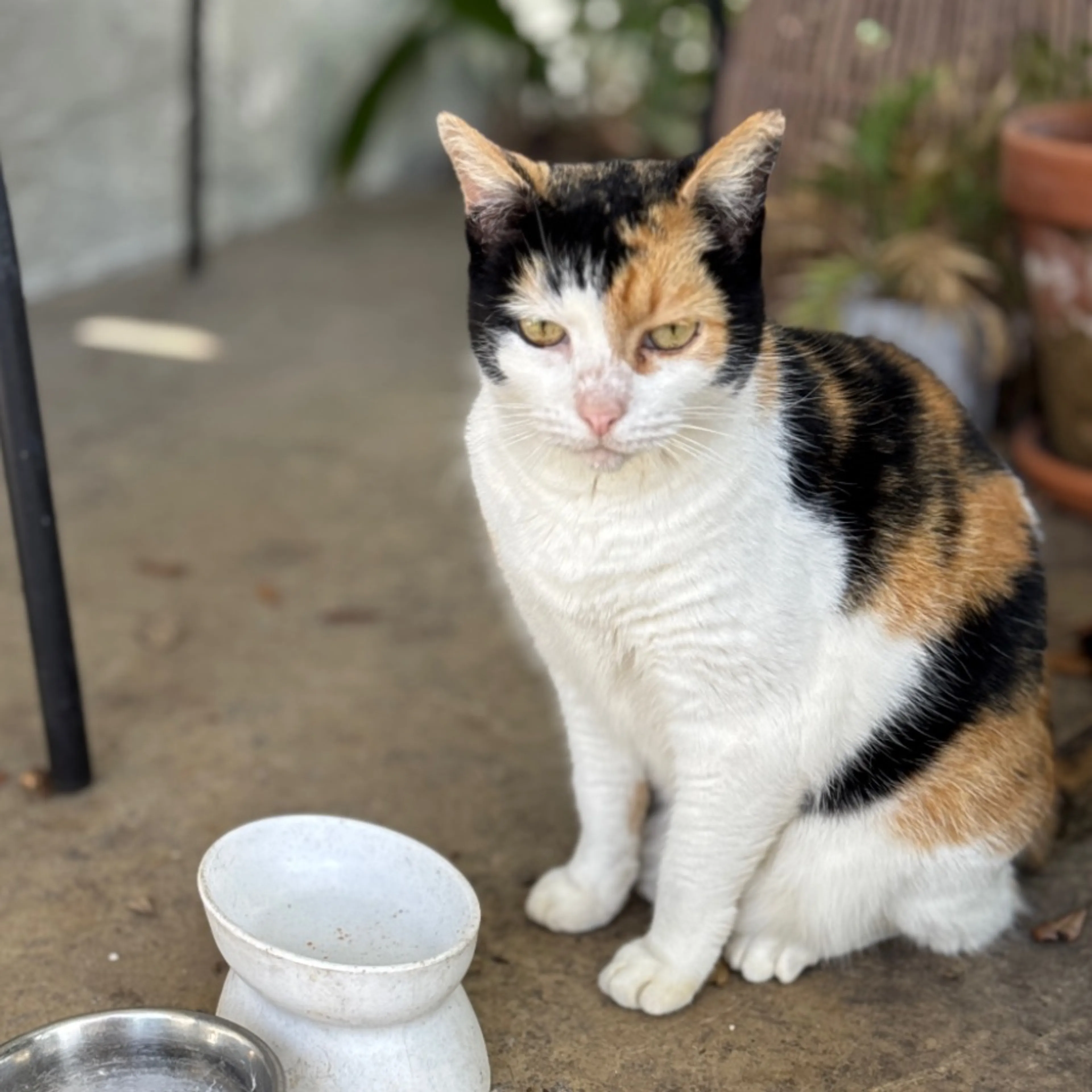 Lost pet