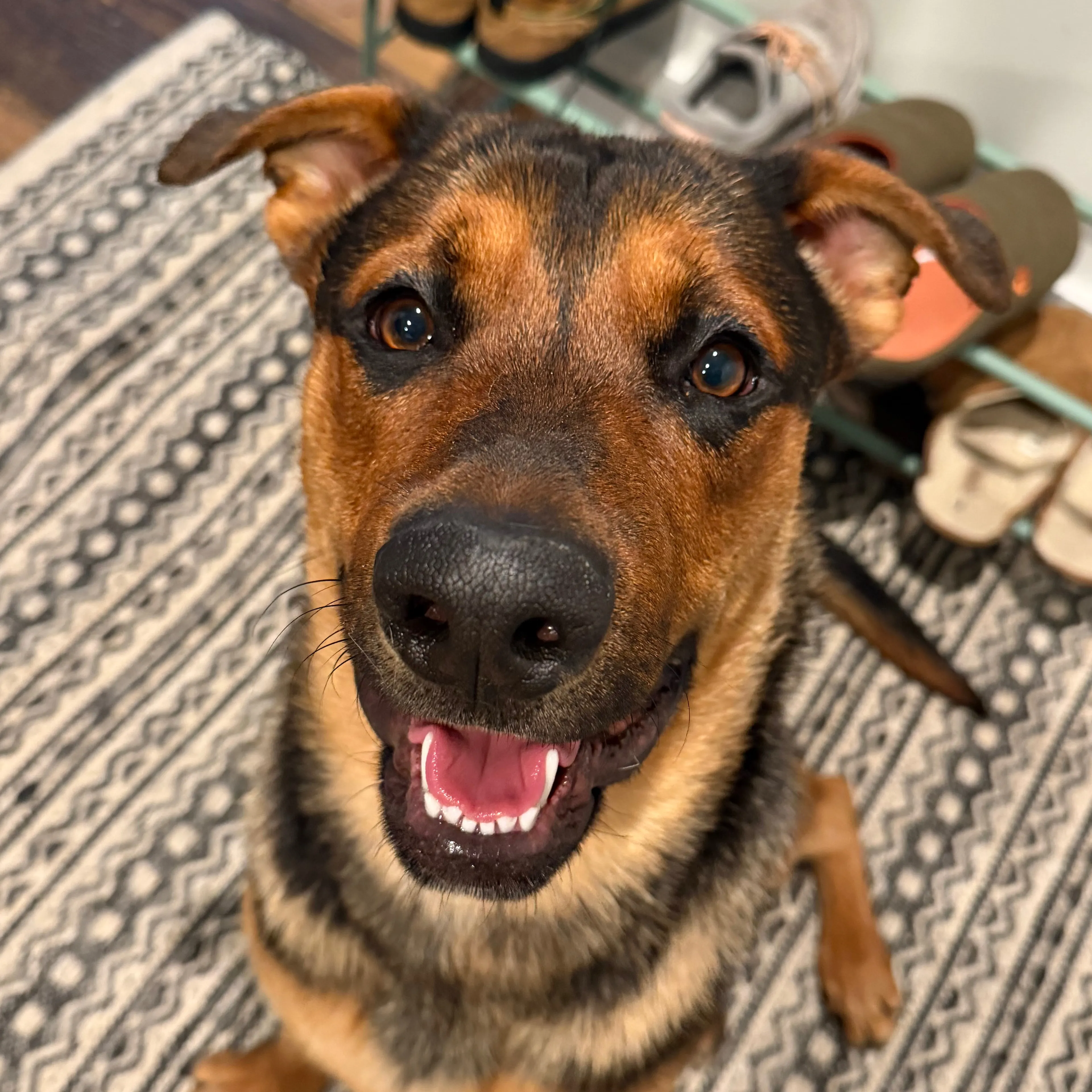 Found pet-1