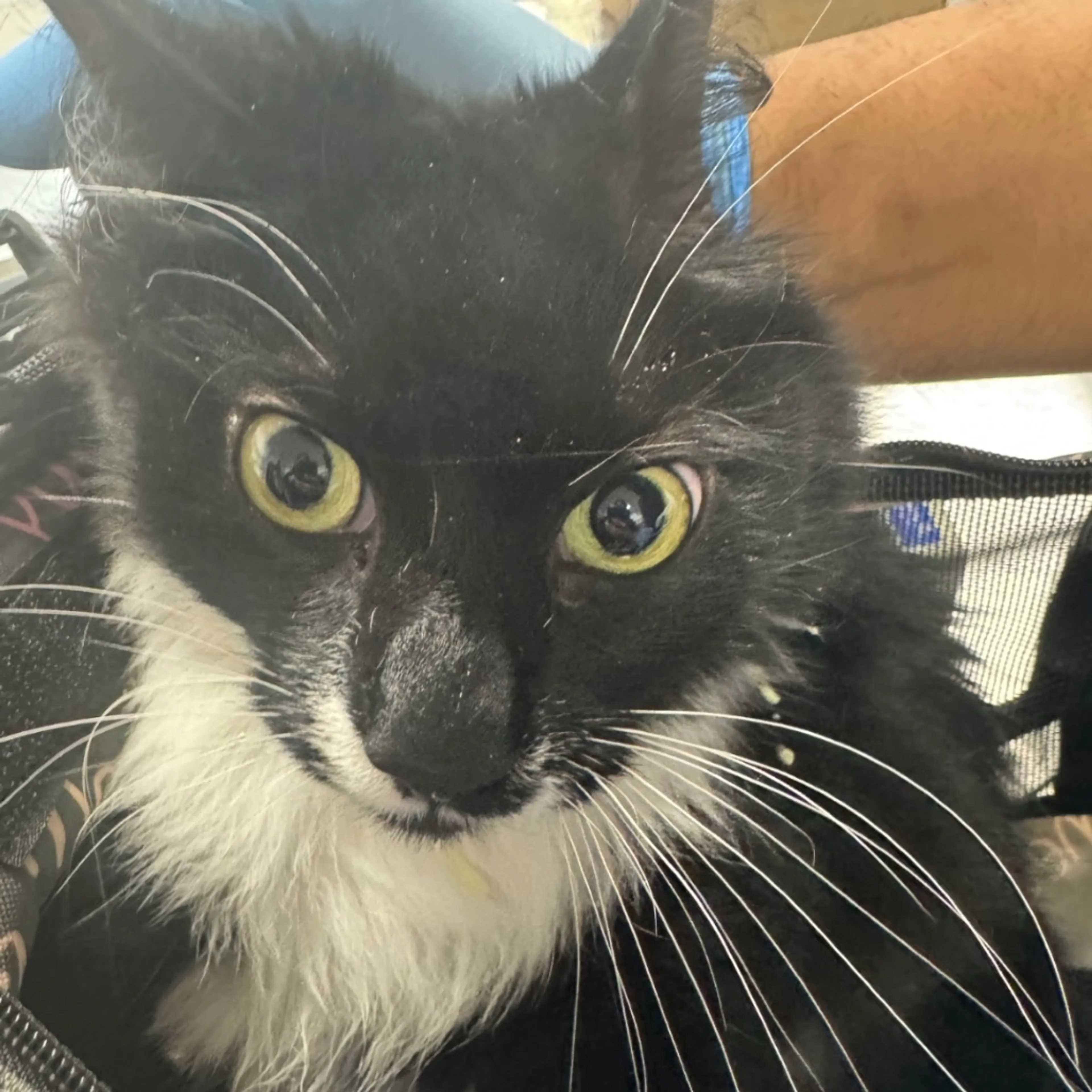 Found pet