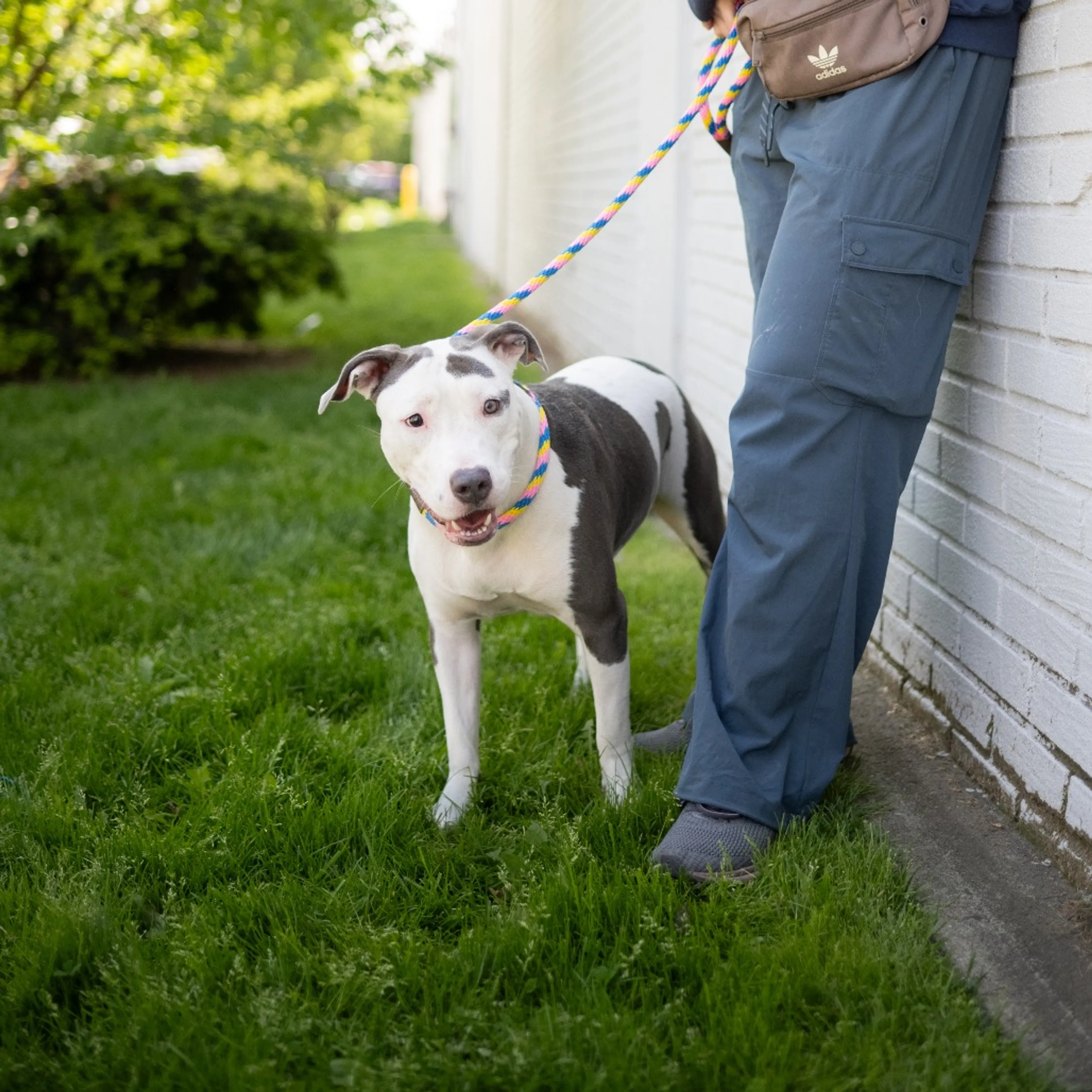 Found pet-3