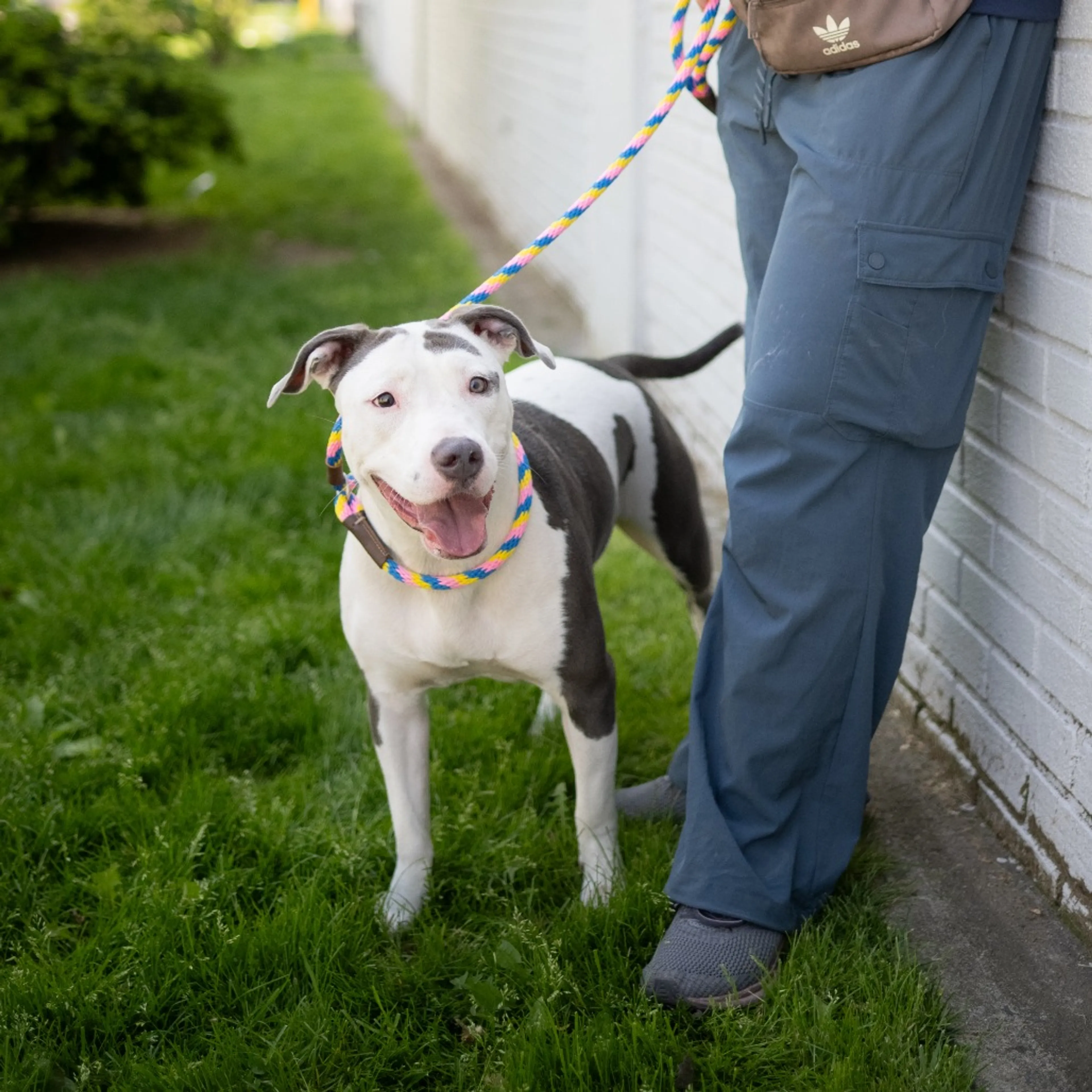 Found pet-4
