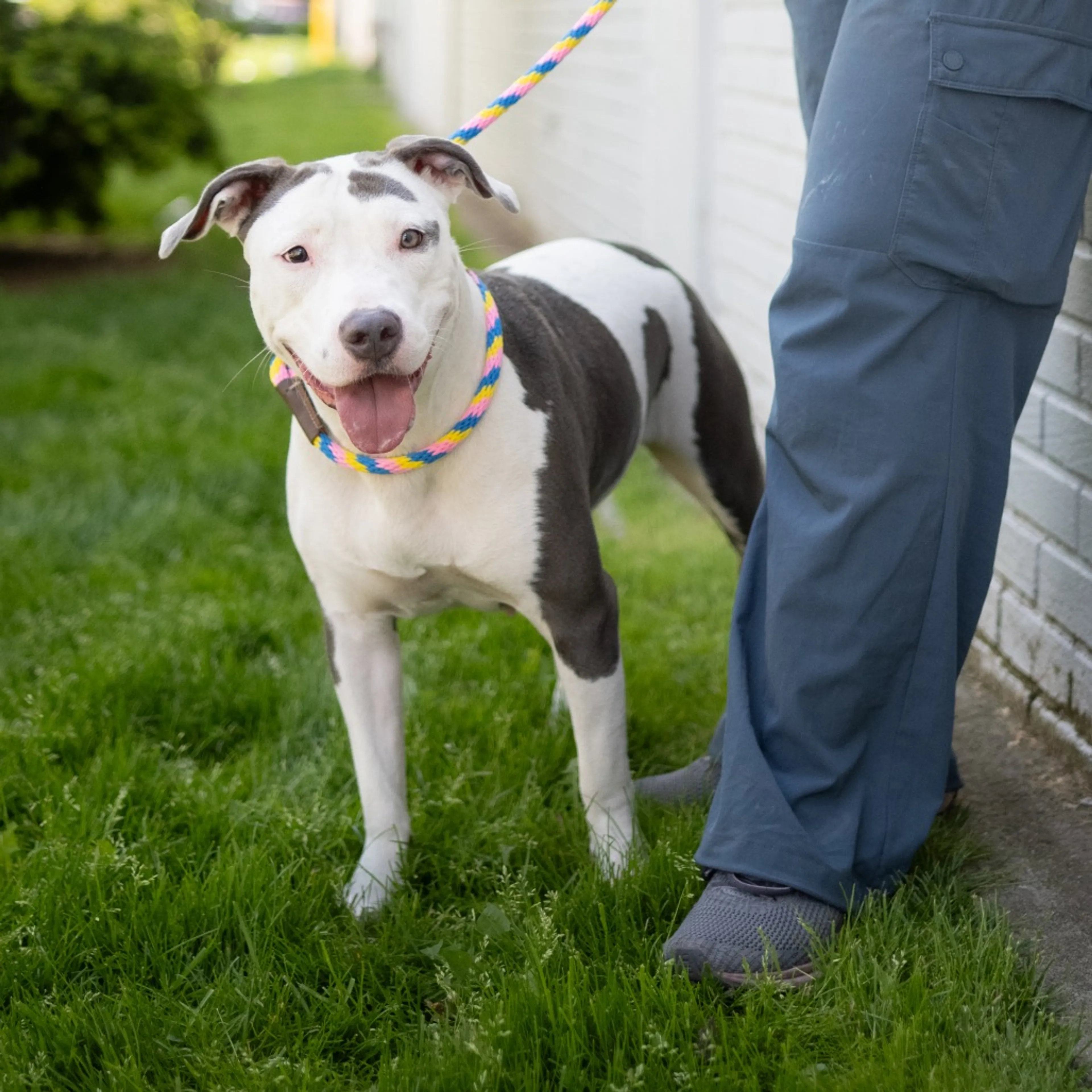 Found pet-1