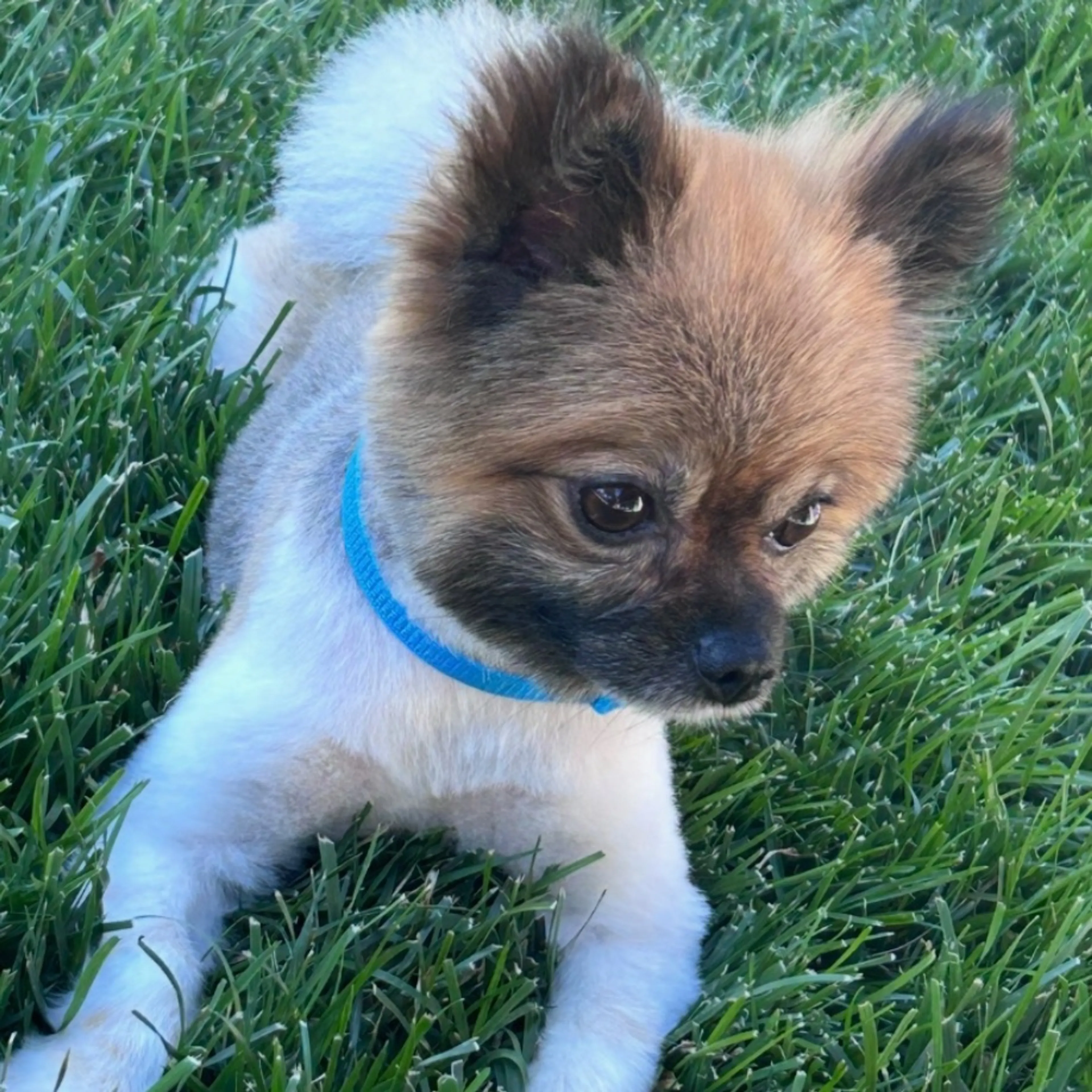 Lost pet
