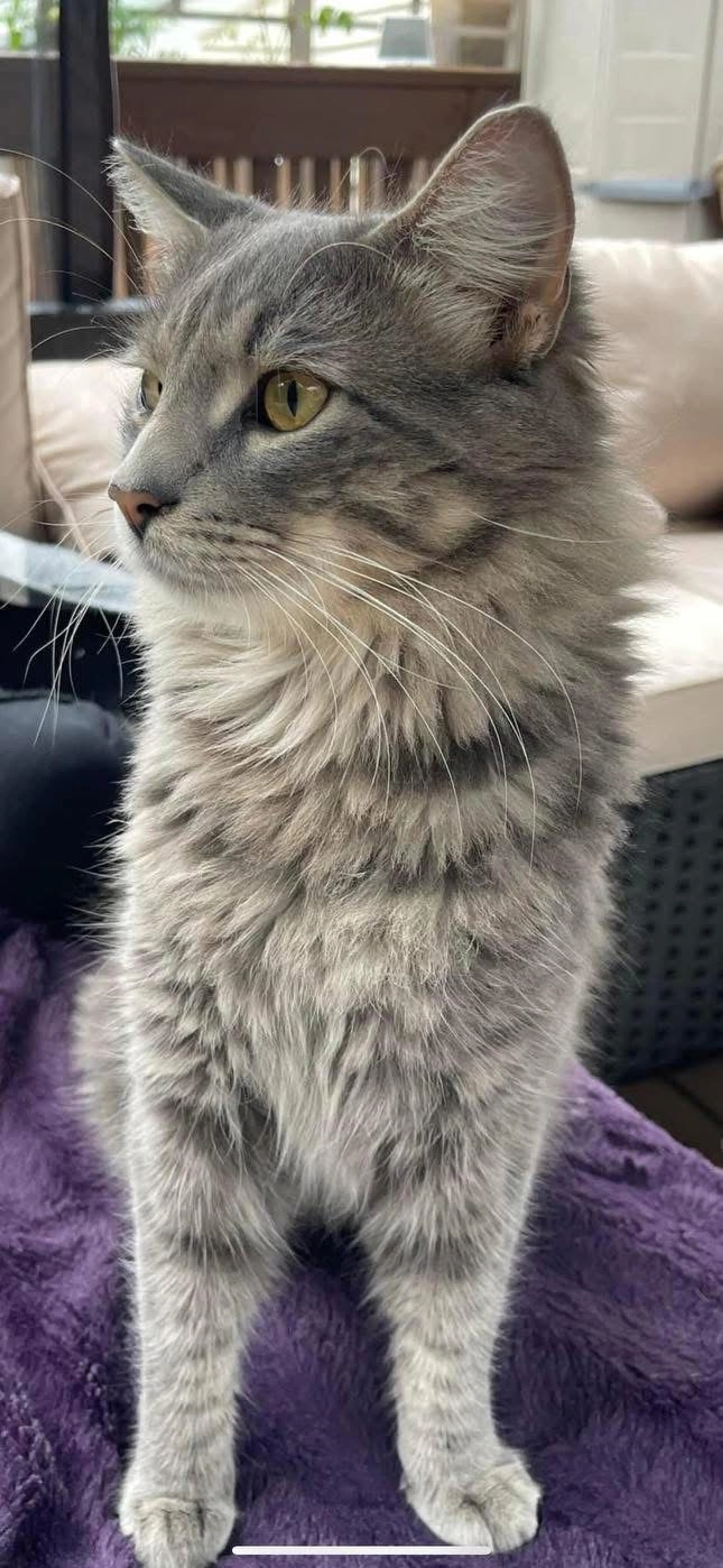 Lost pet-0