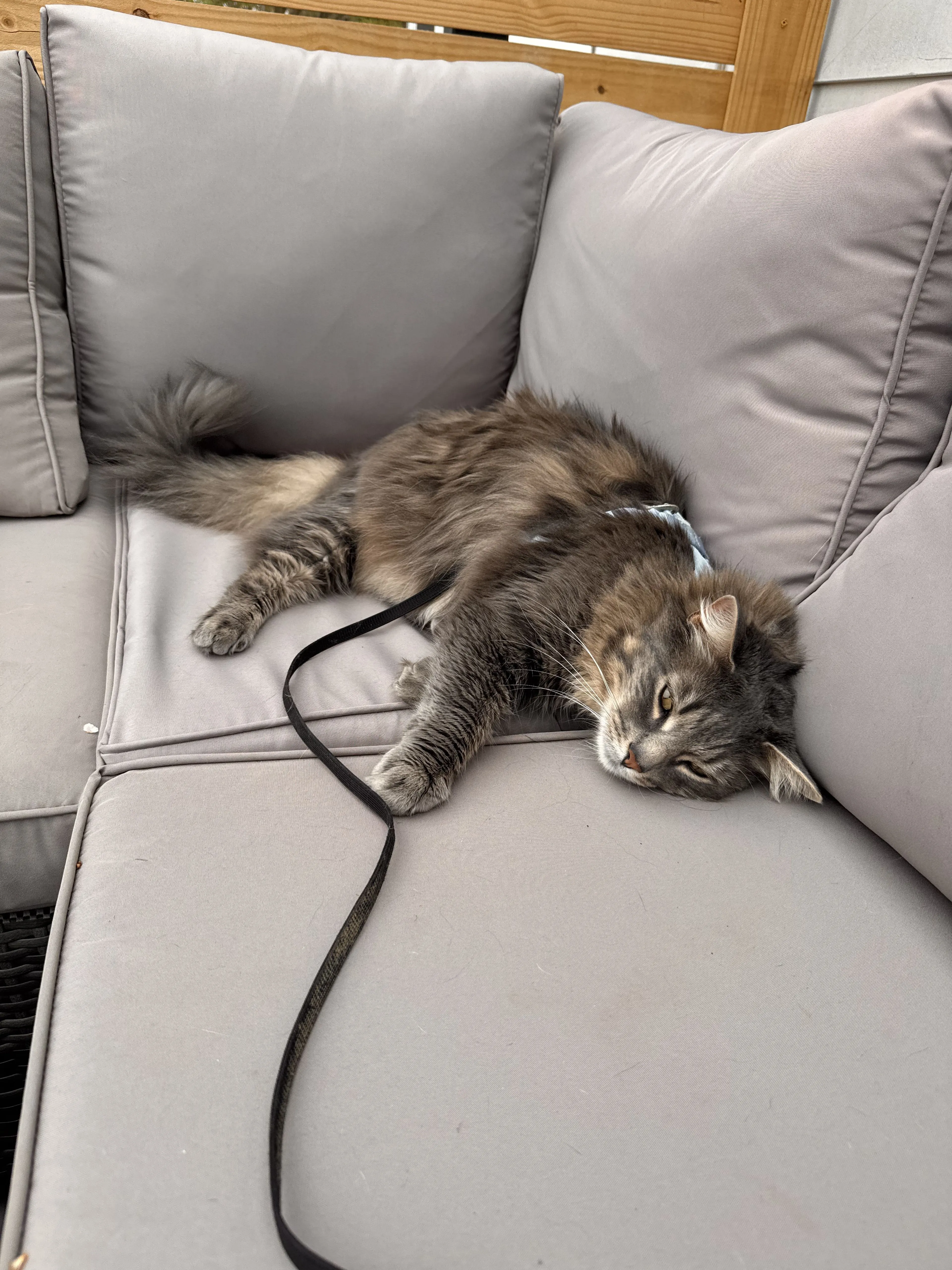 Lost pet-1