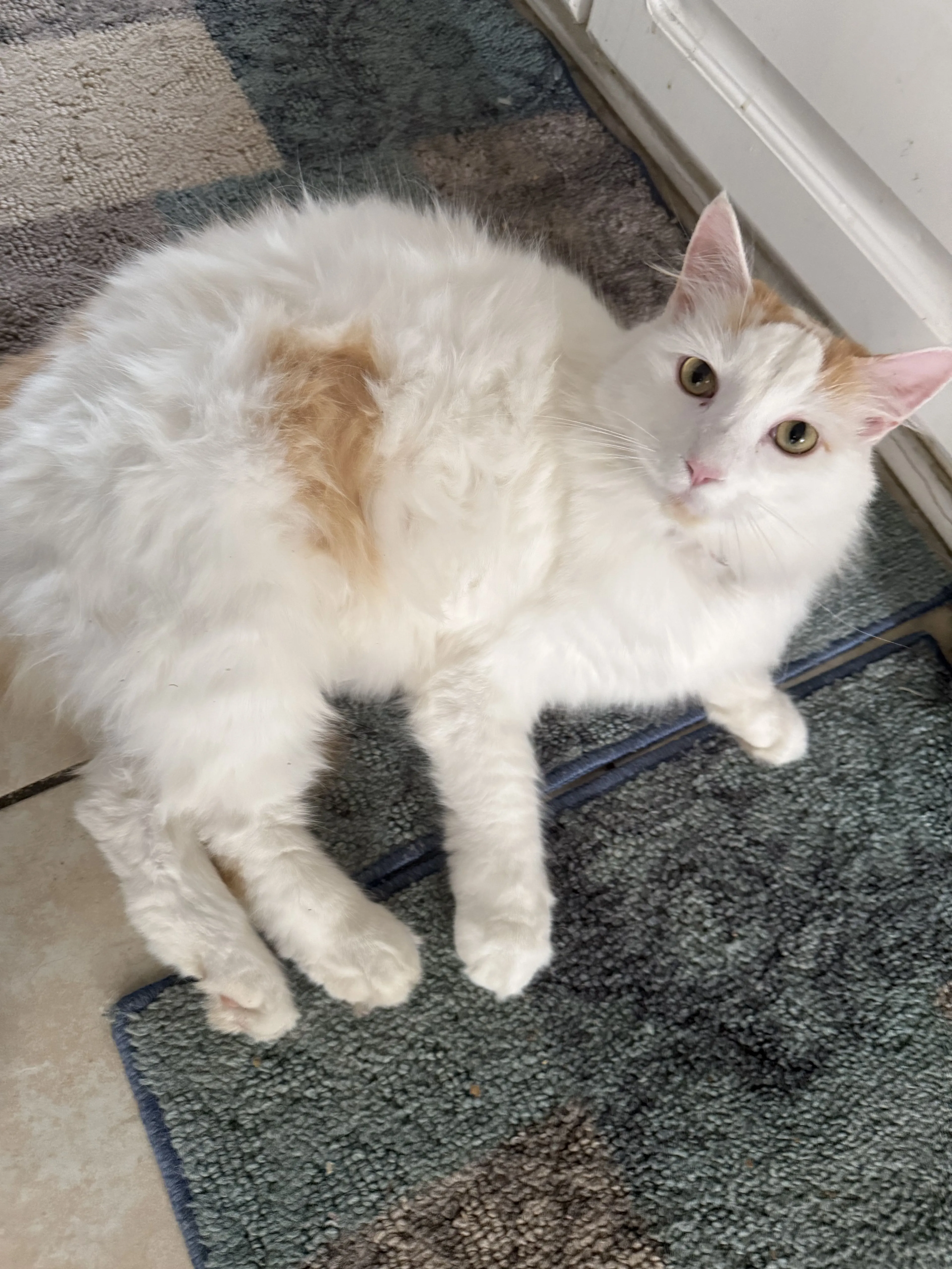Lost pet-0