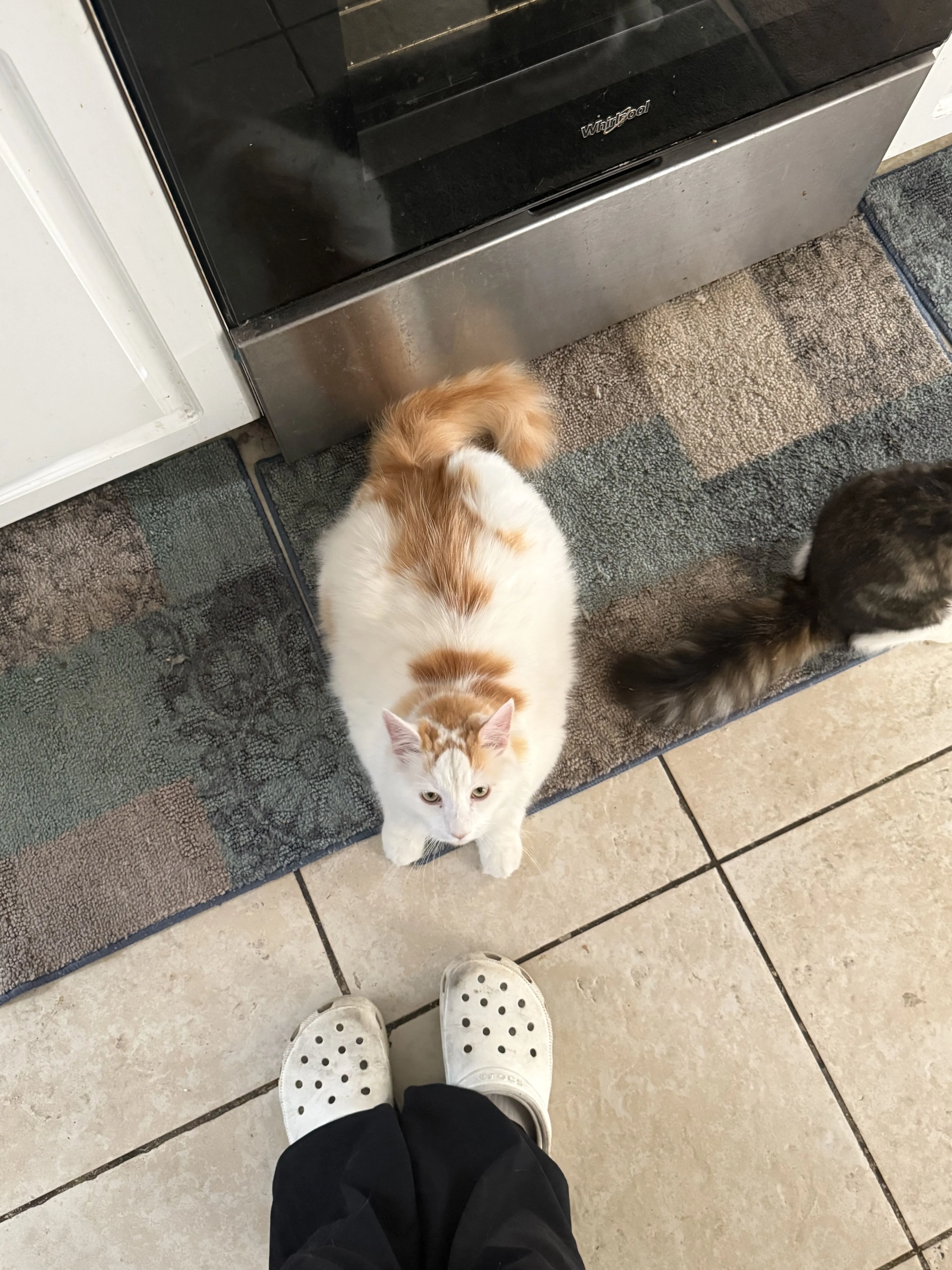 Lost pet-1