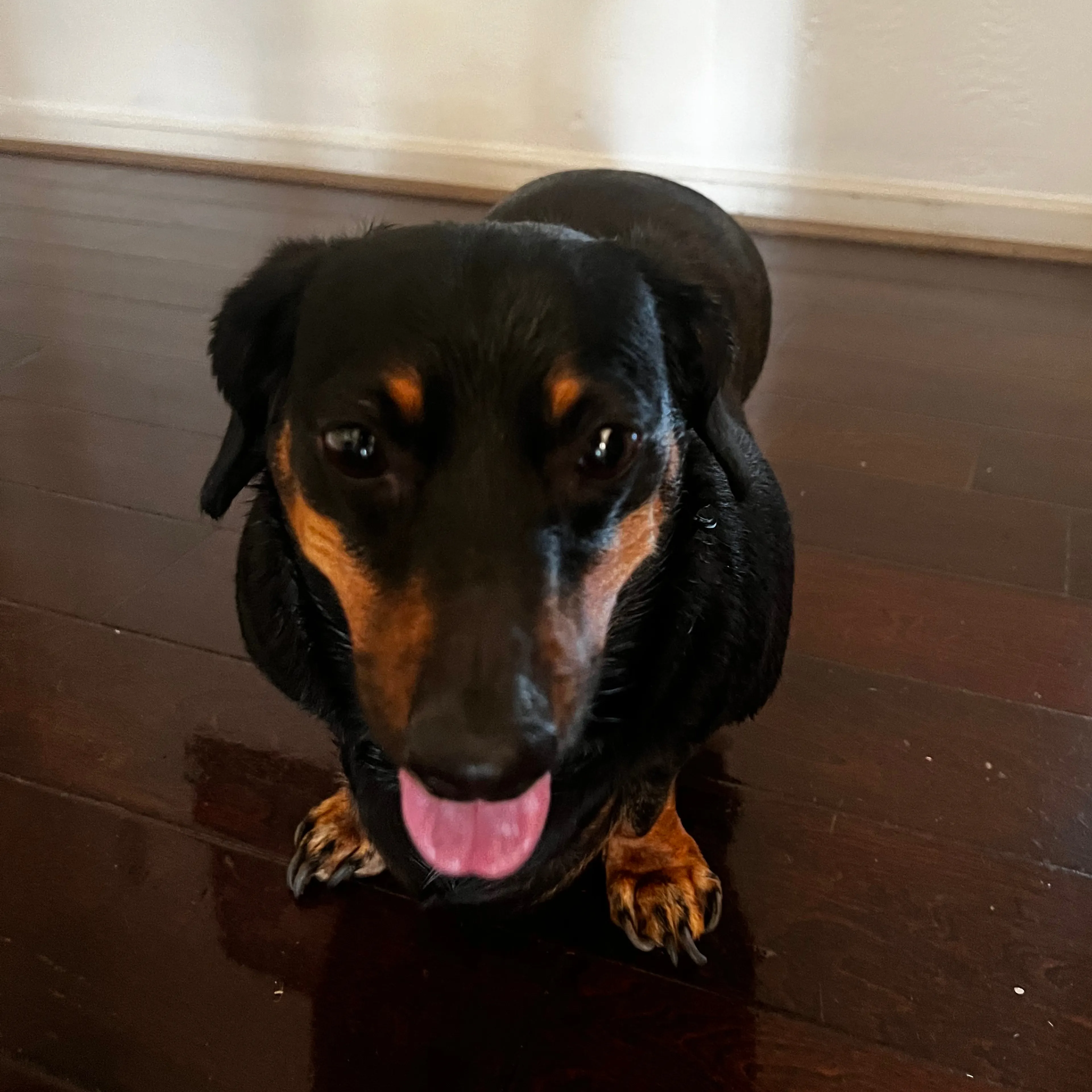 Found pet-2