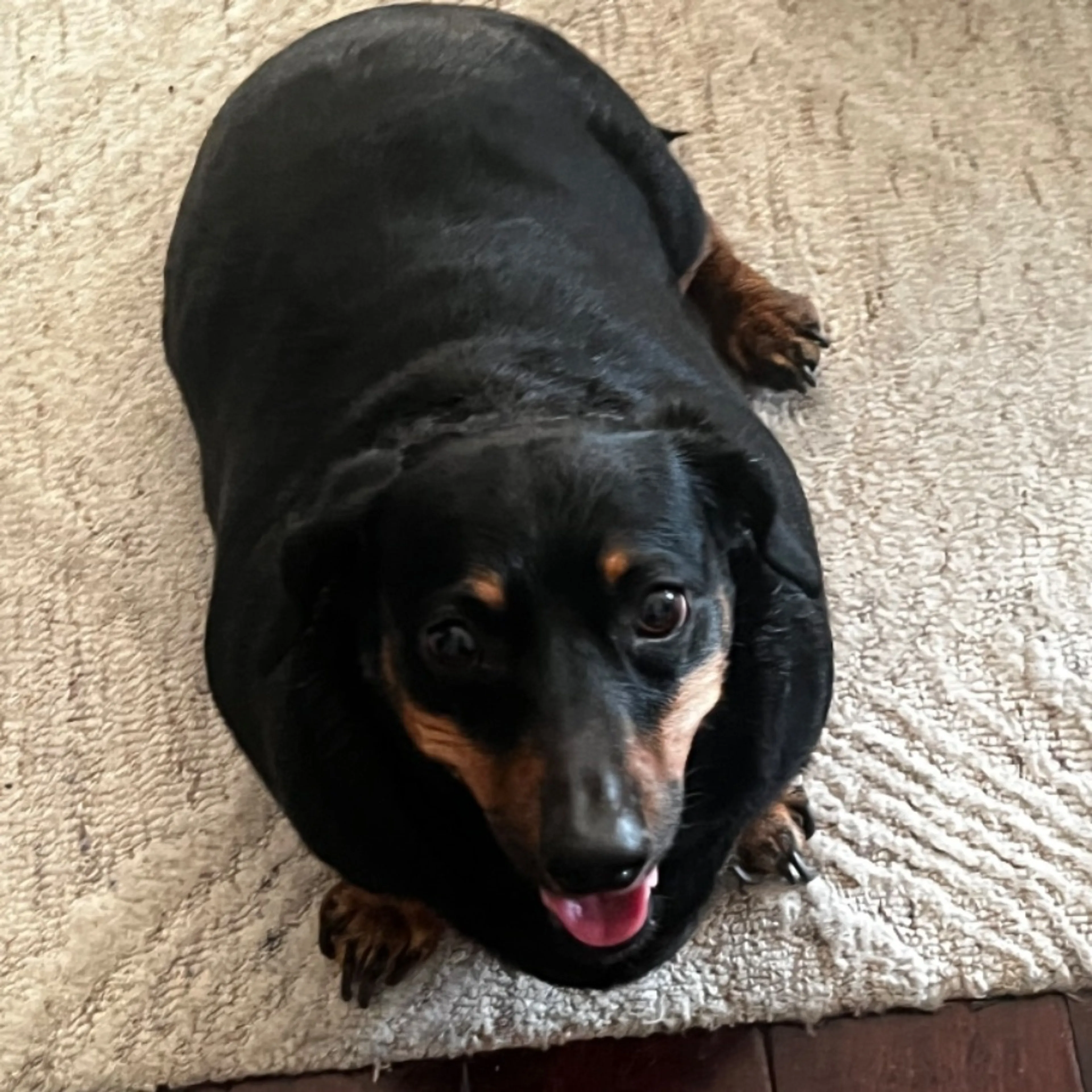 Found pet-0
