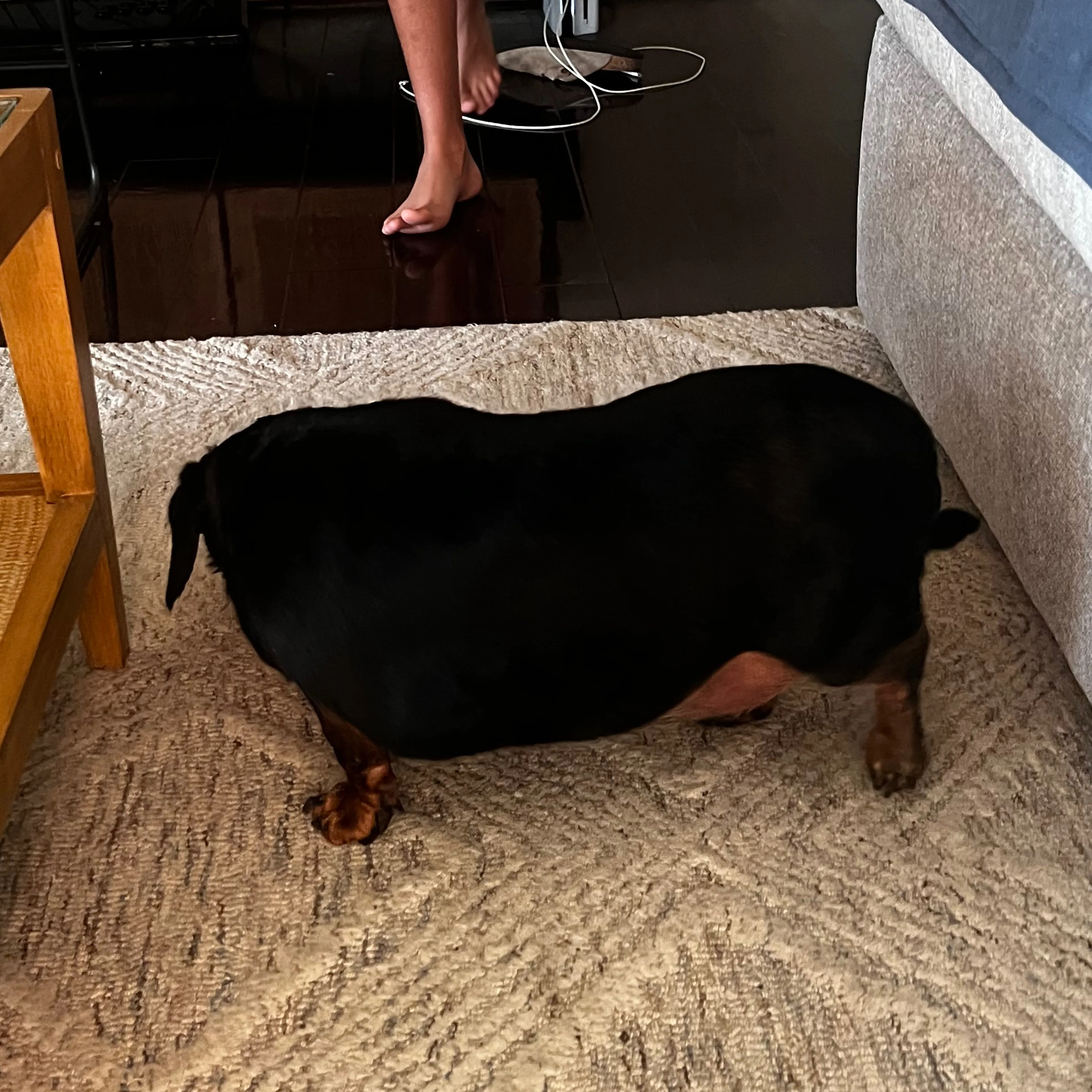 Found pet-1