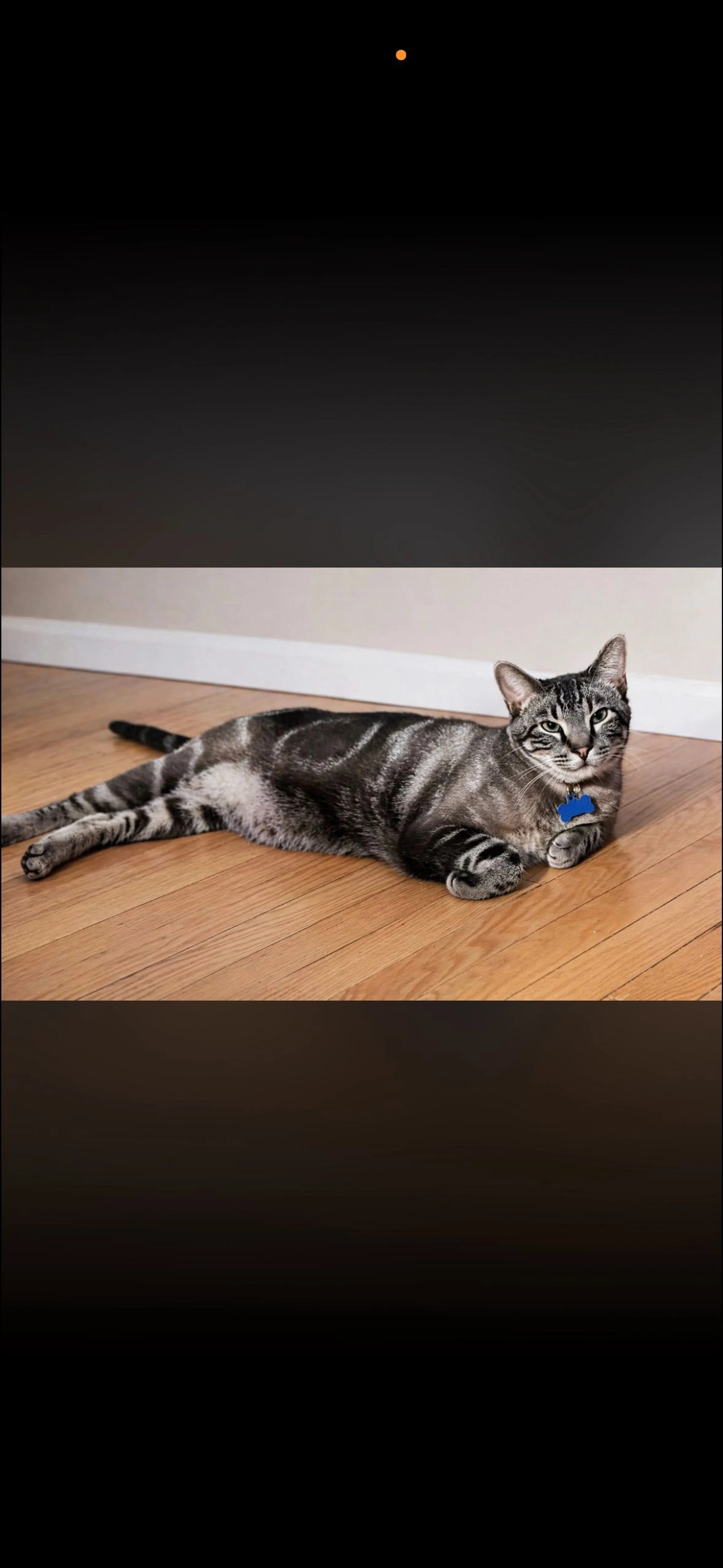 Lost pet-1