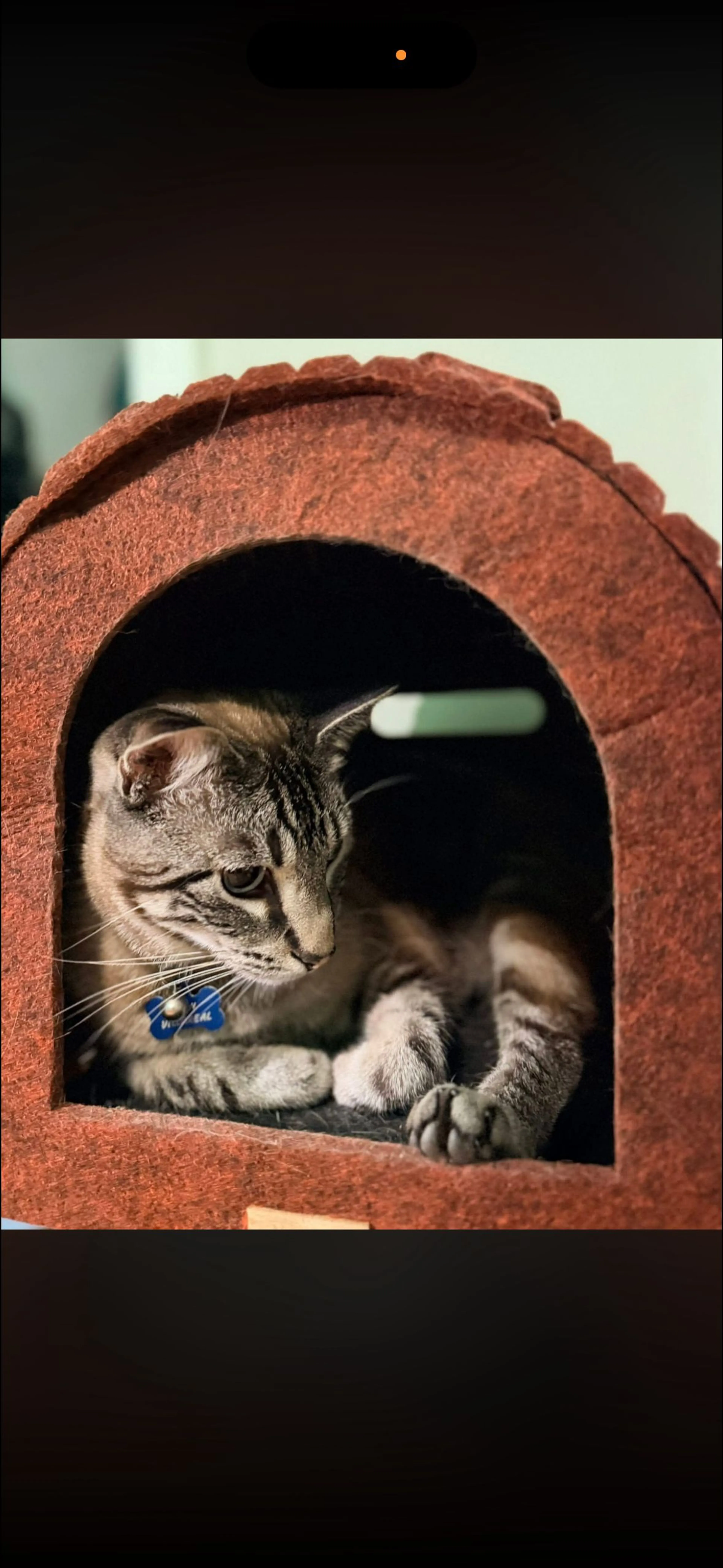Lost pet-0