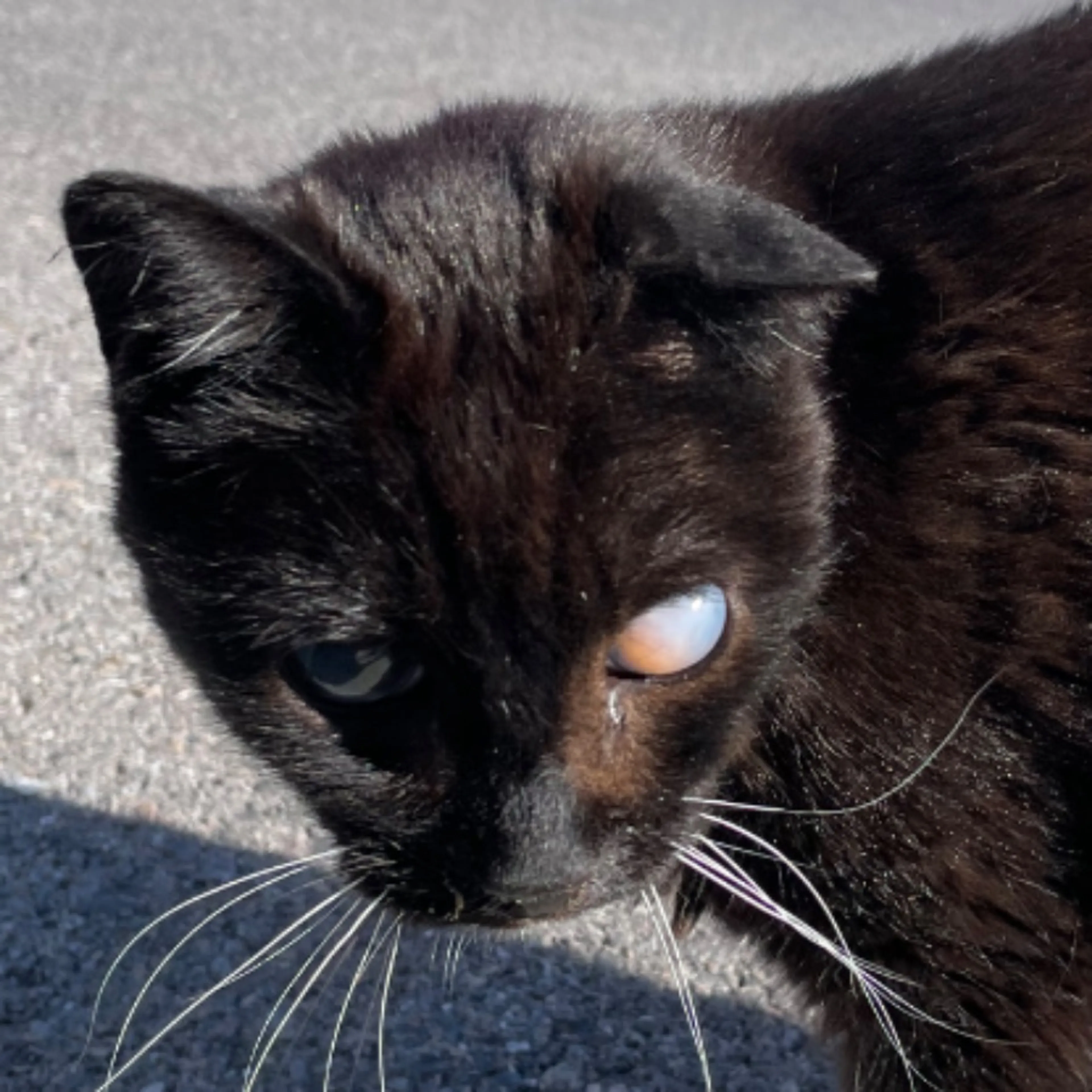 Found pet