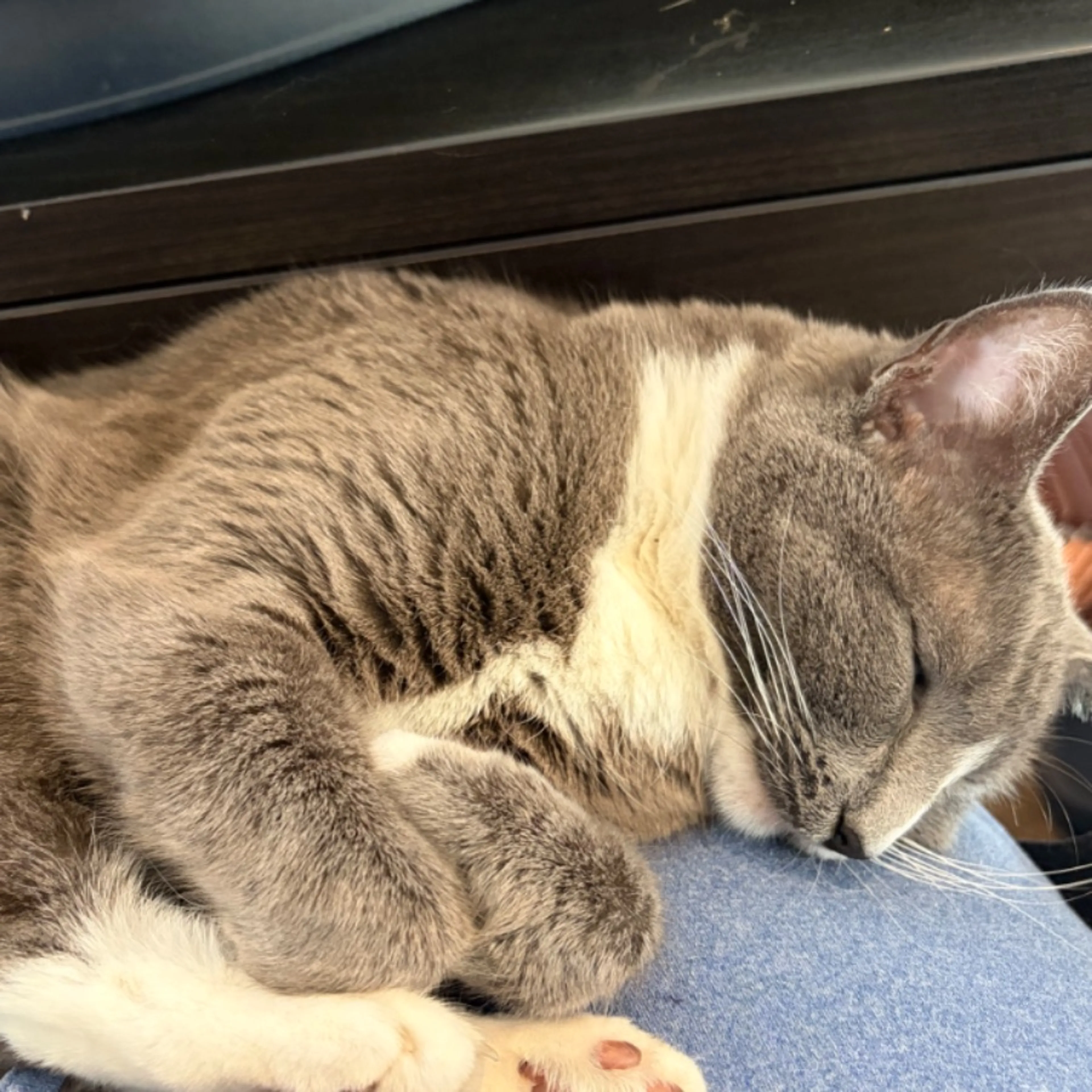 Lost pet