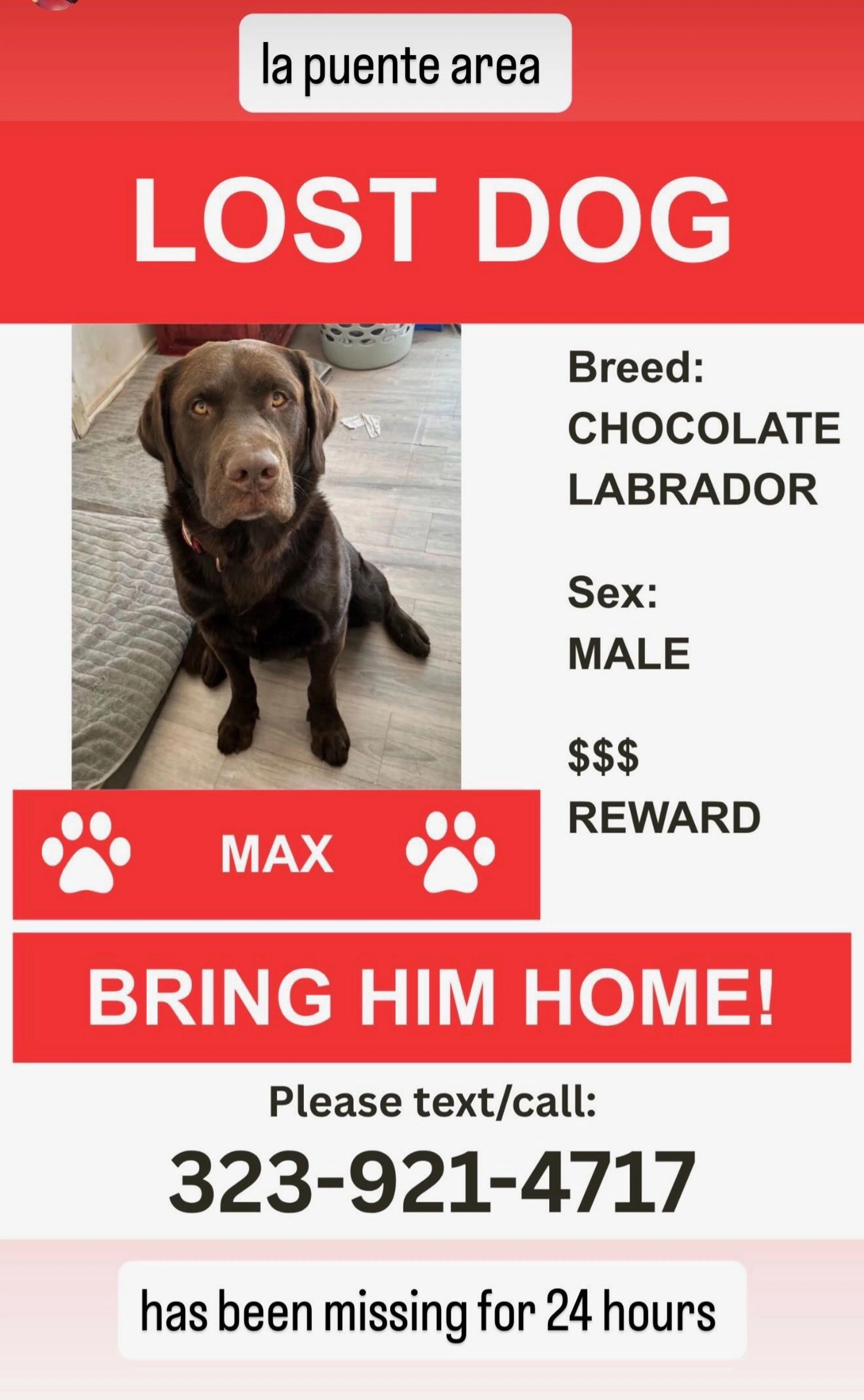 Lost pet