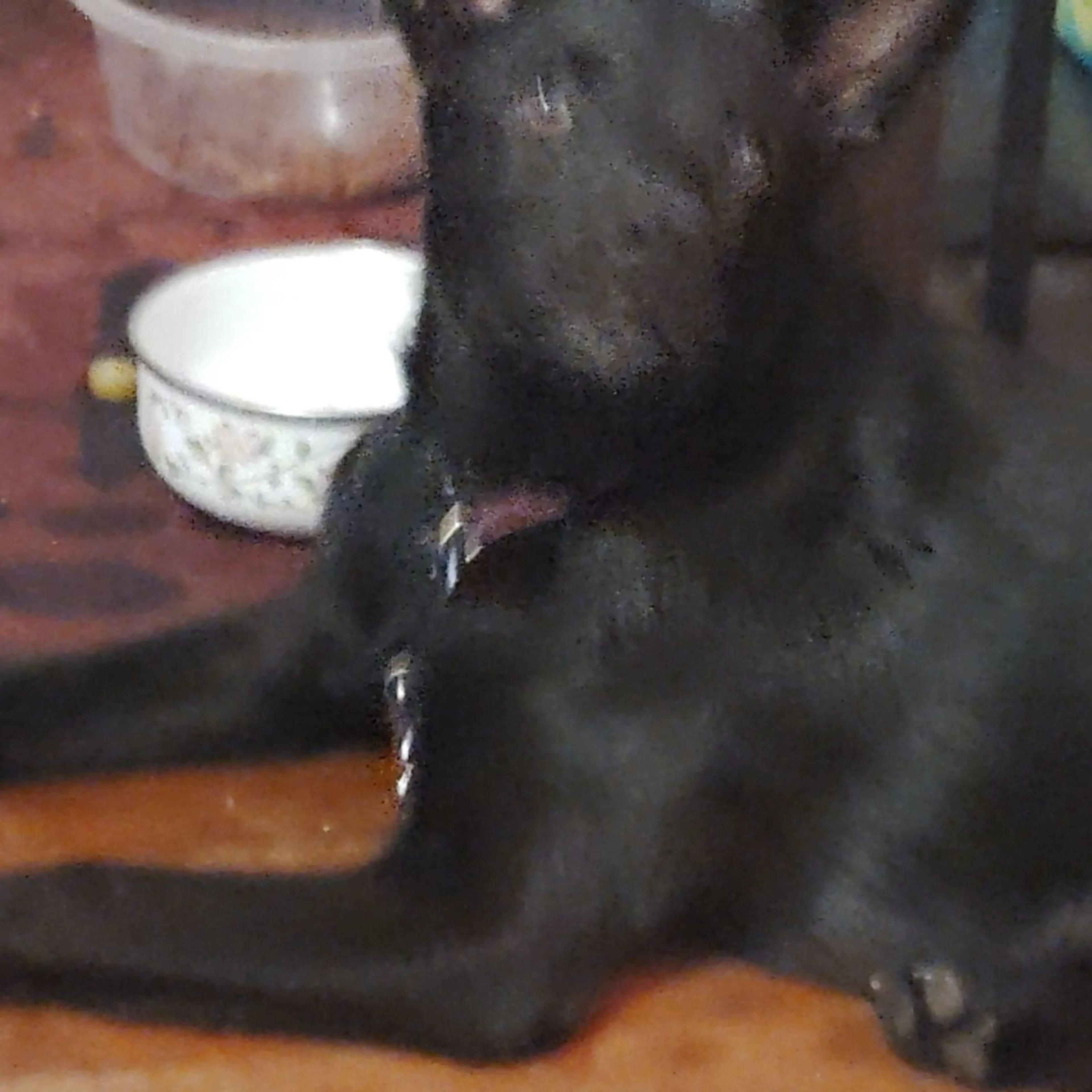 Lost pet