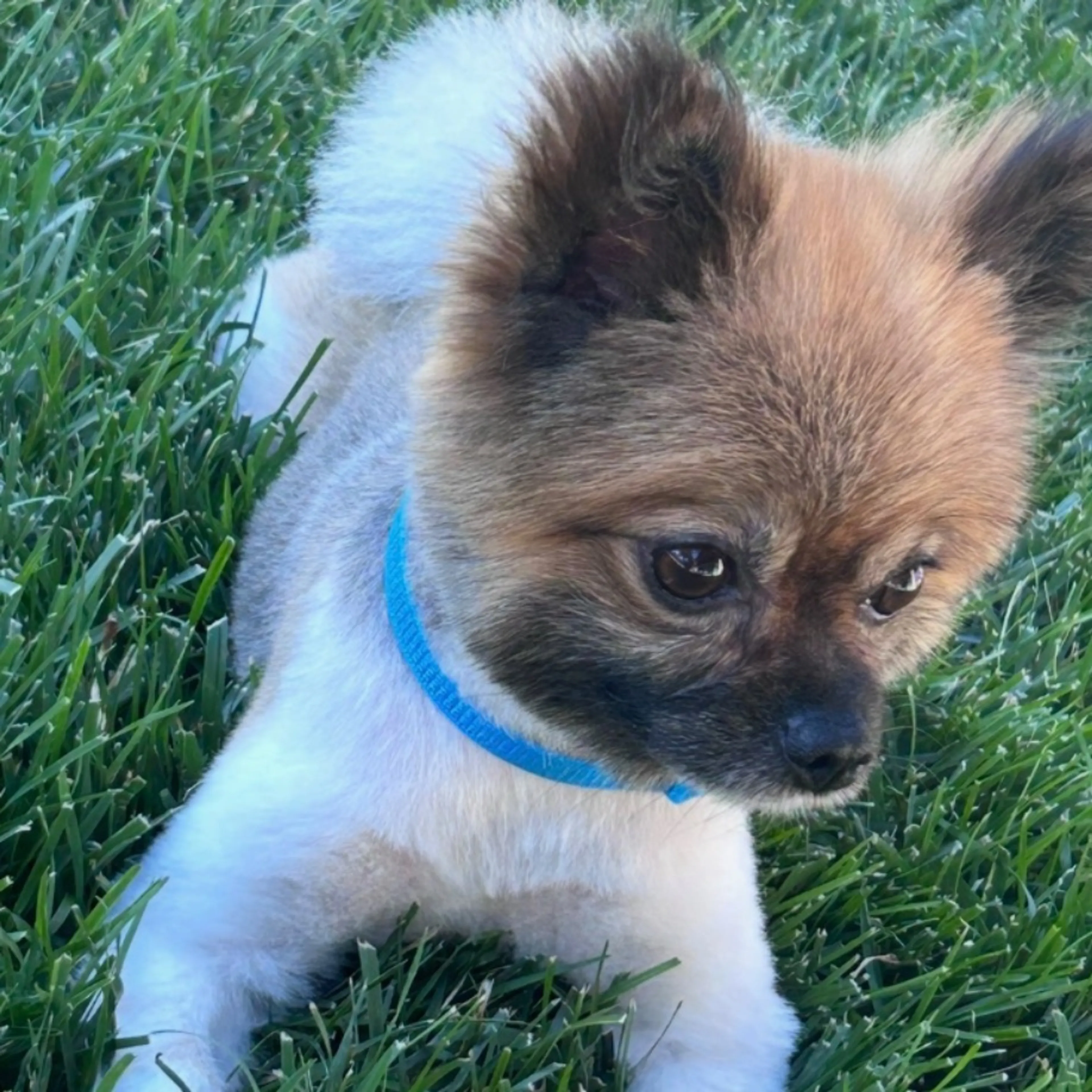 Lost pet