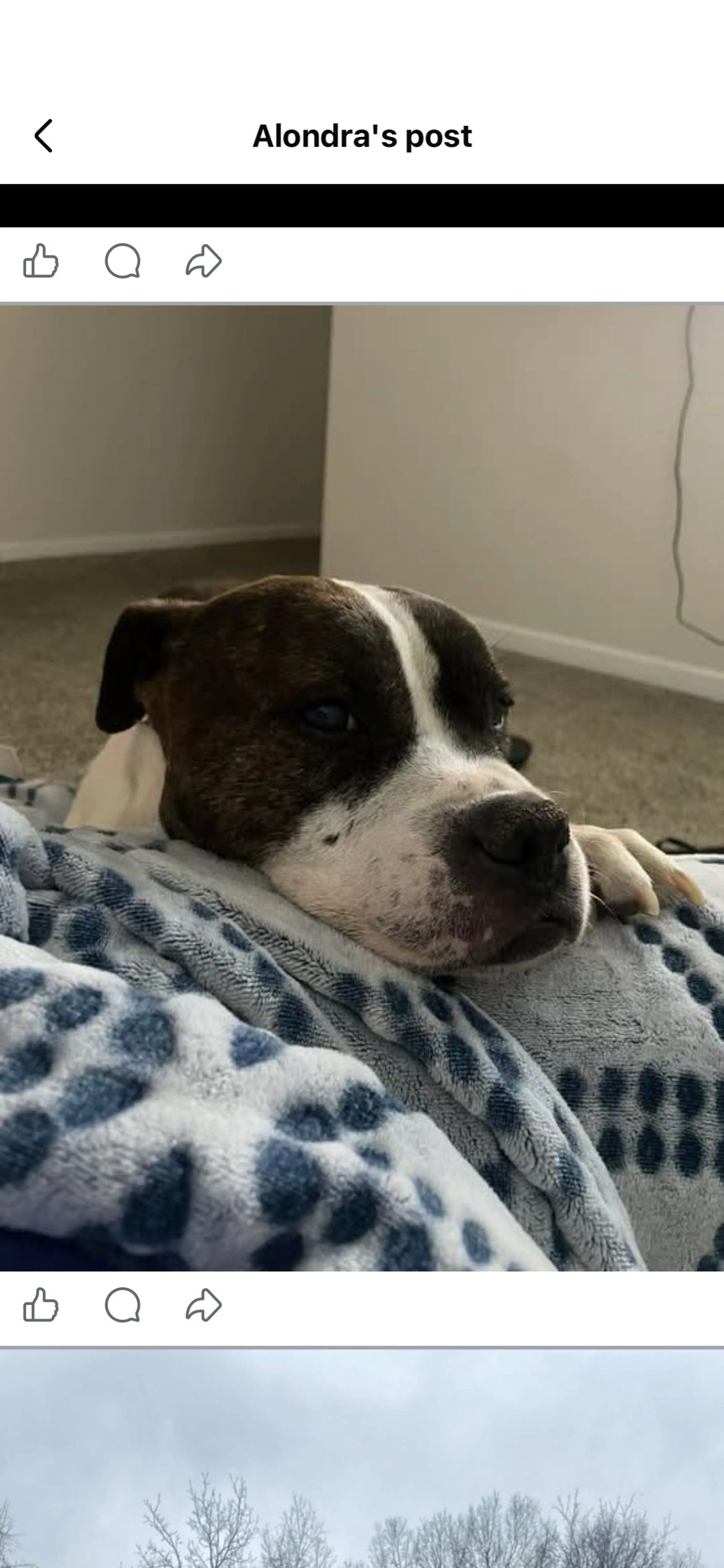 Lost pet-1
