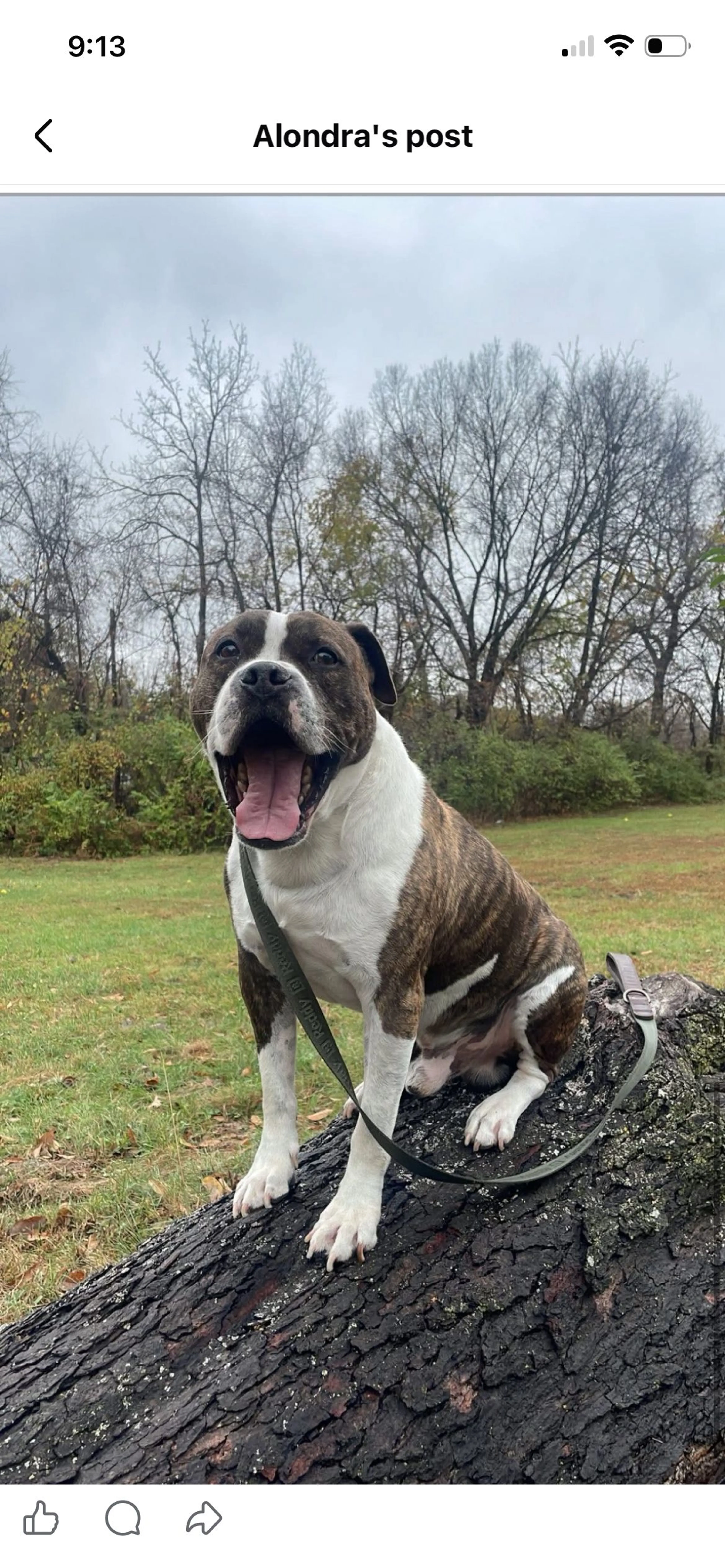 Lost pet-2