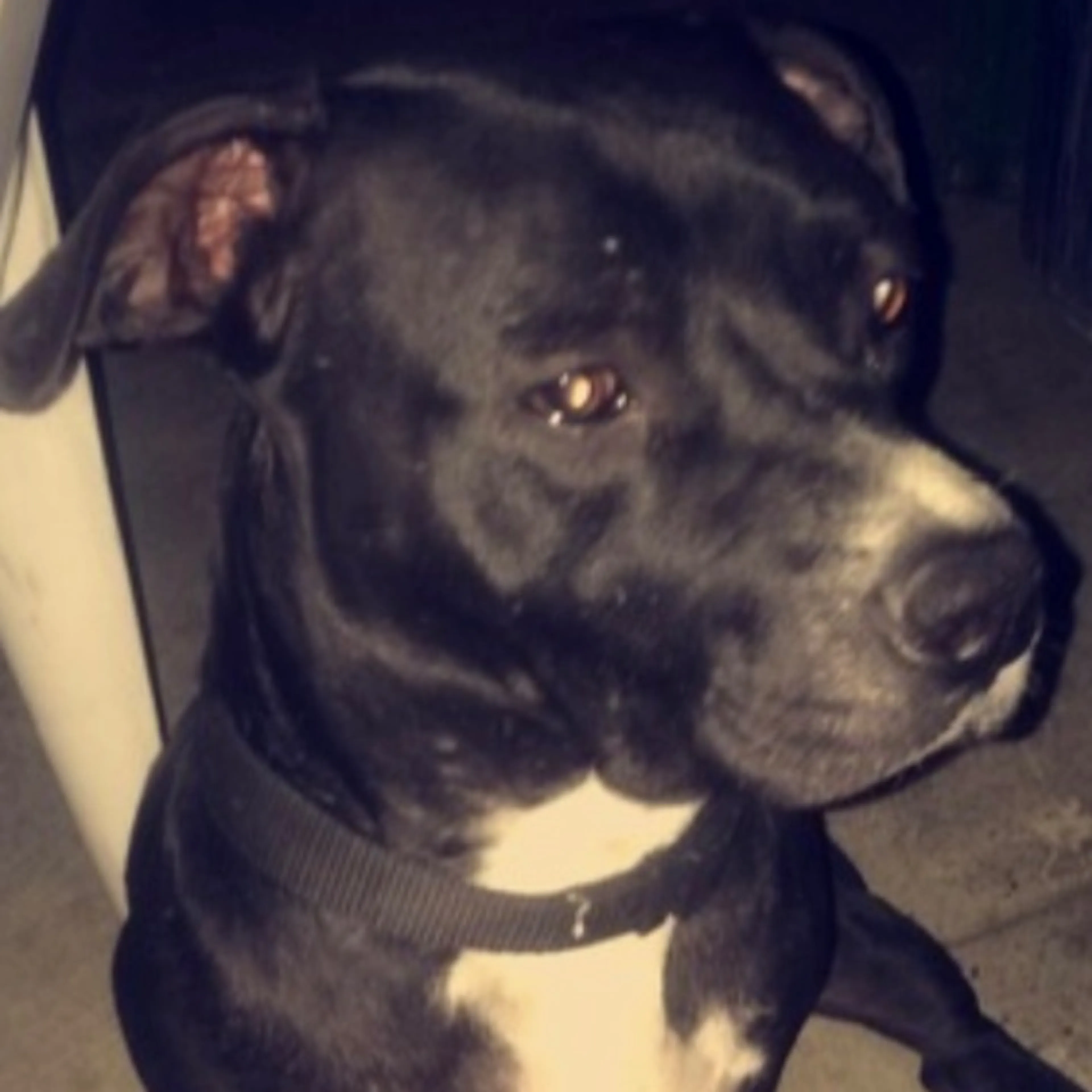 Lost pet