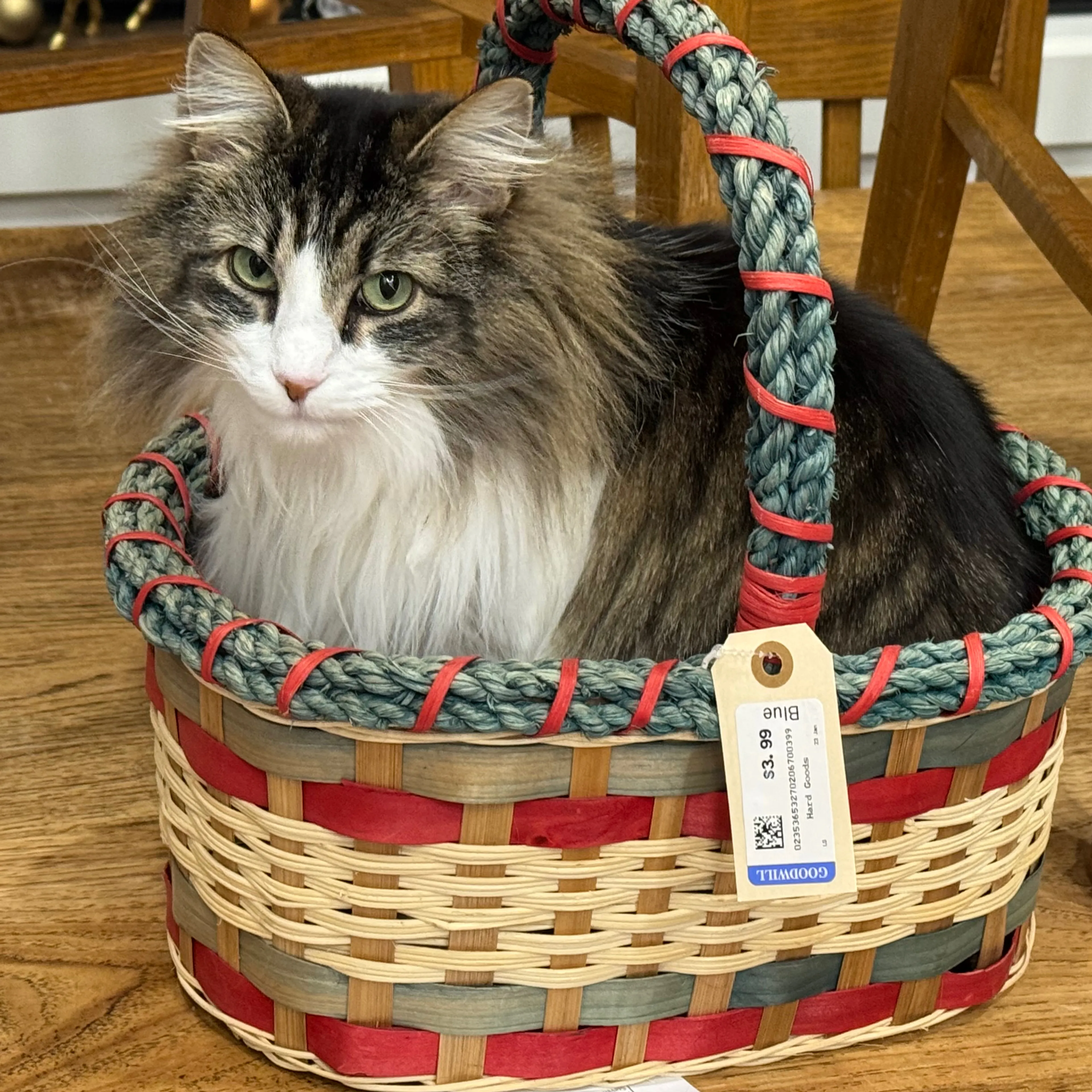 Lost pet-3