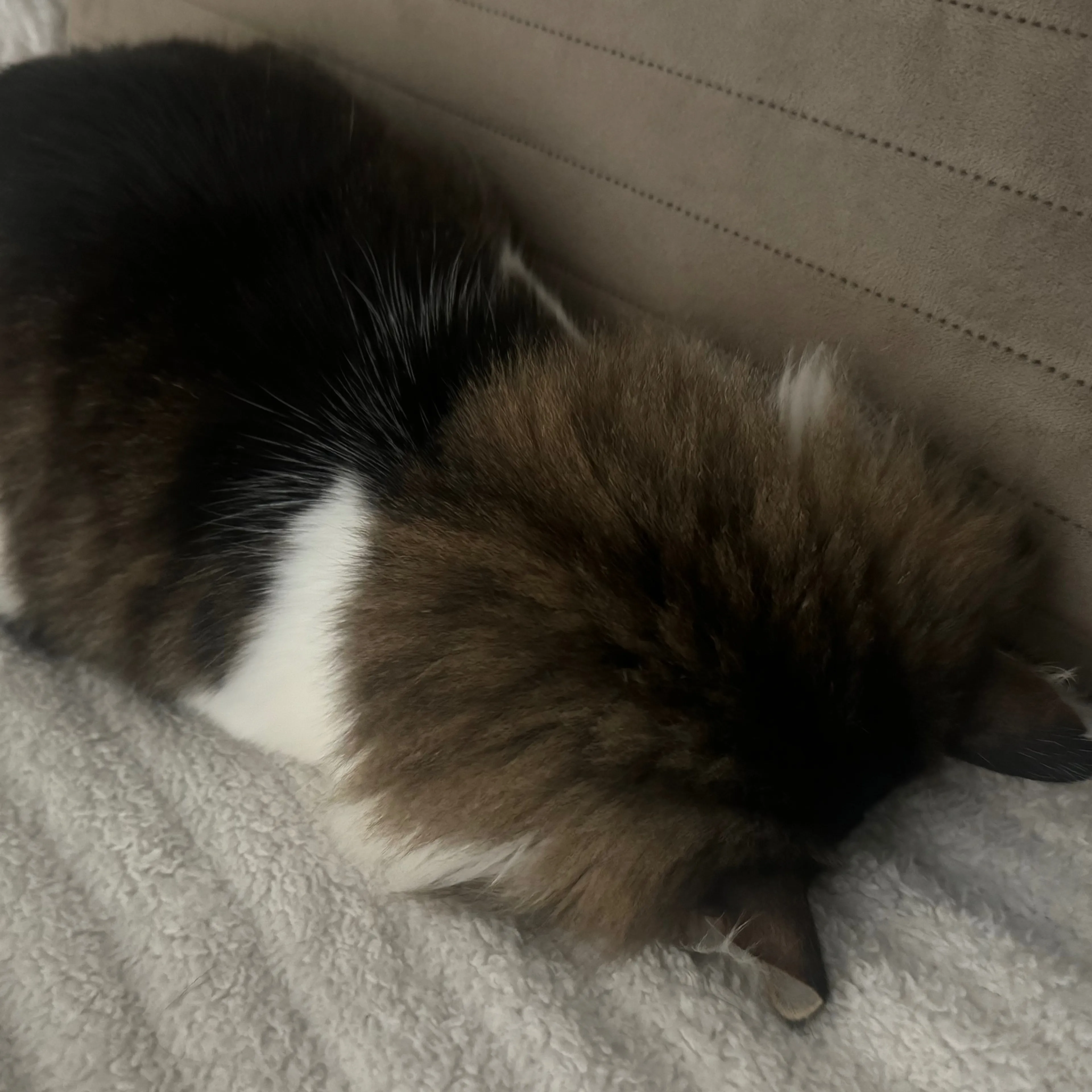 Lost pet-1