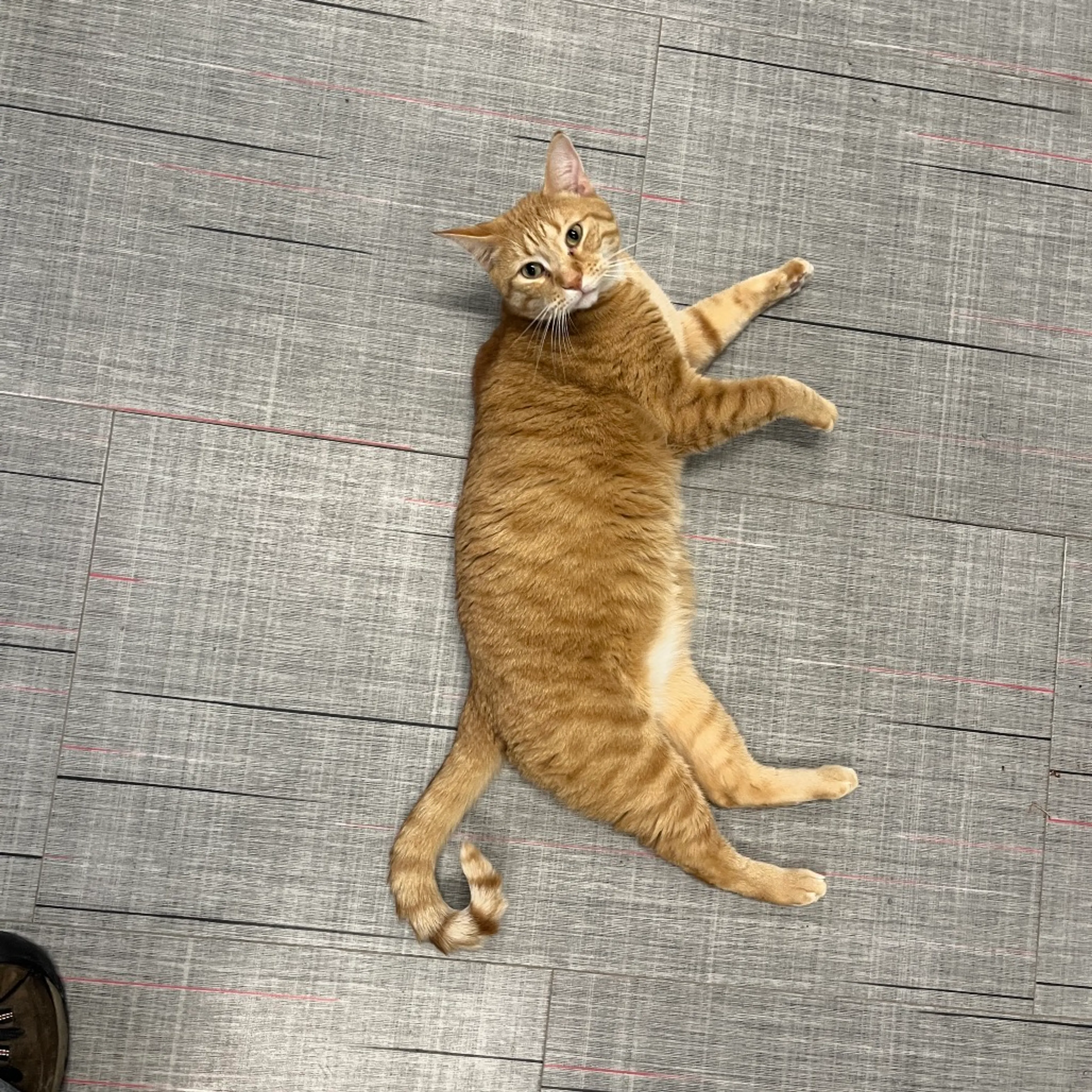 Found pet-1