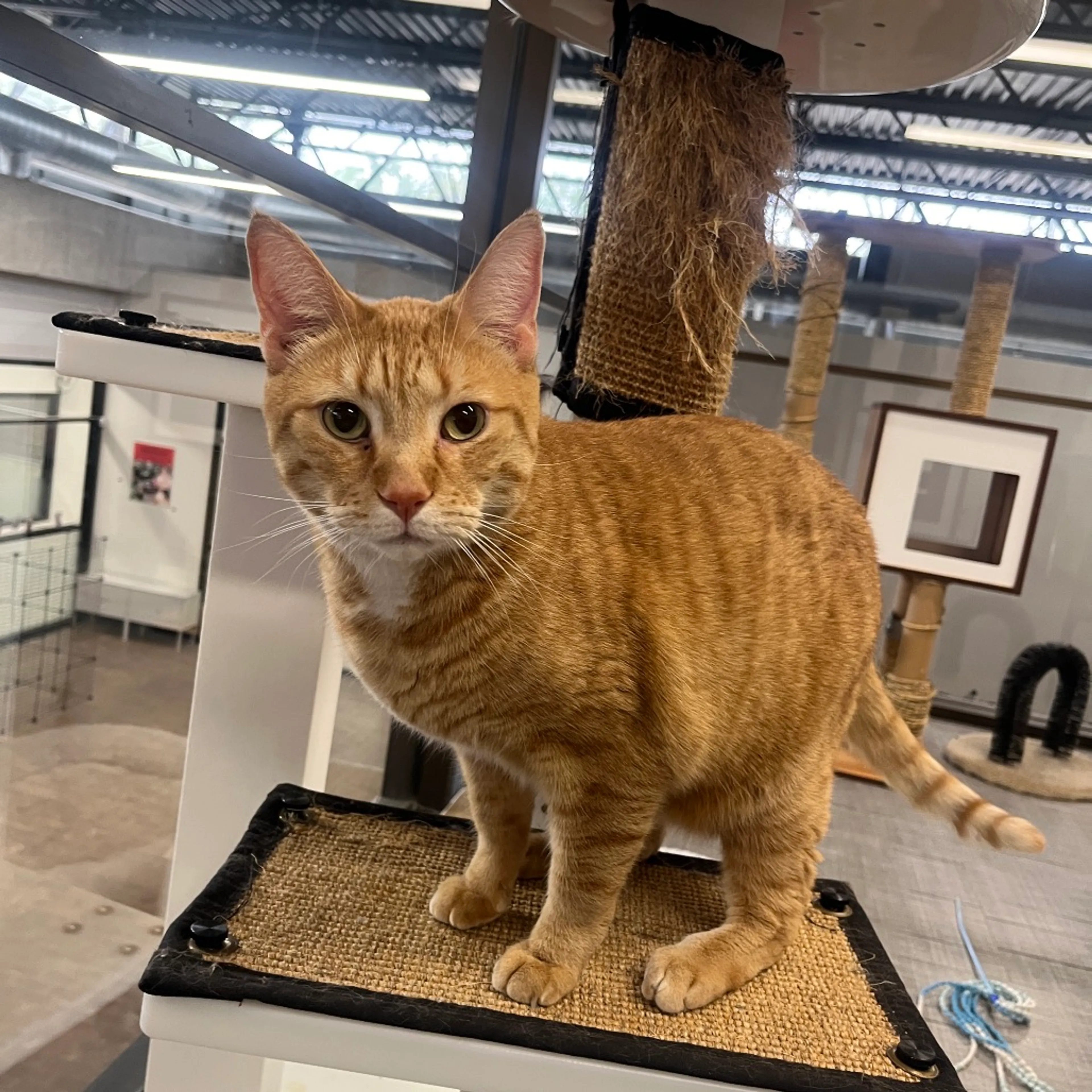 Found pet-0