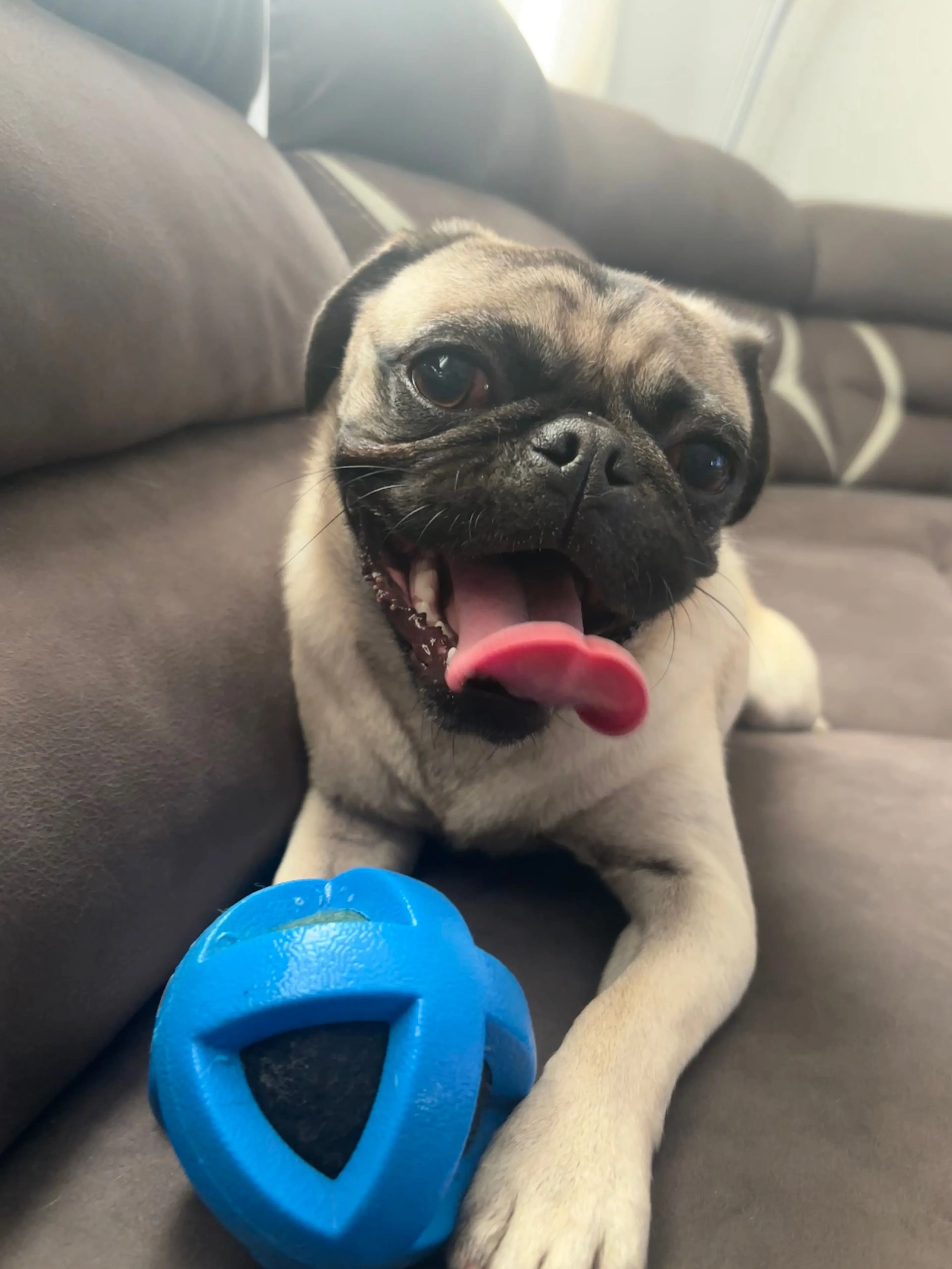 Lost pet