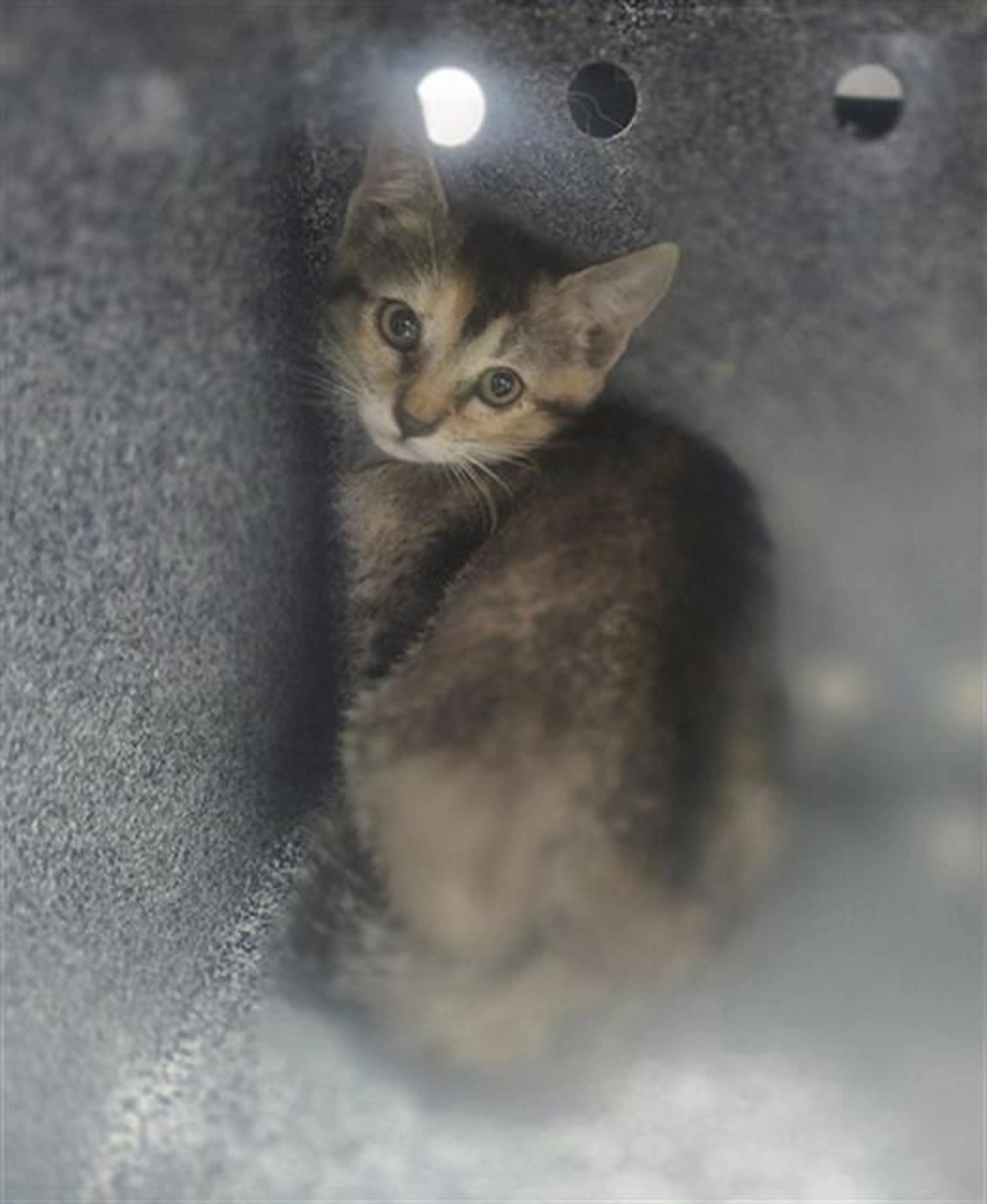 Found pet