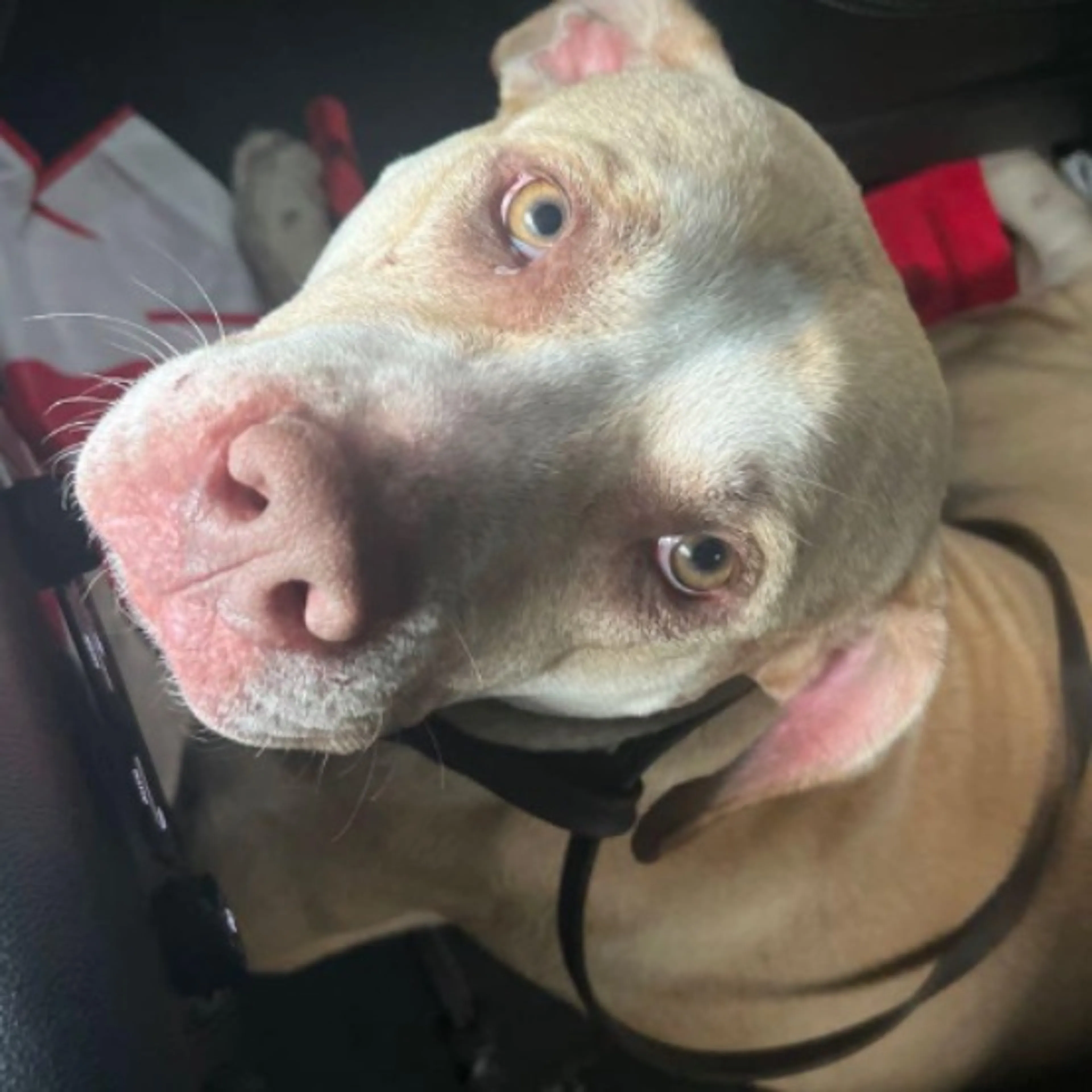 Found pet