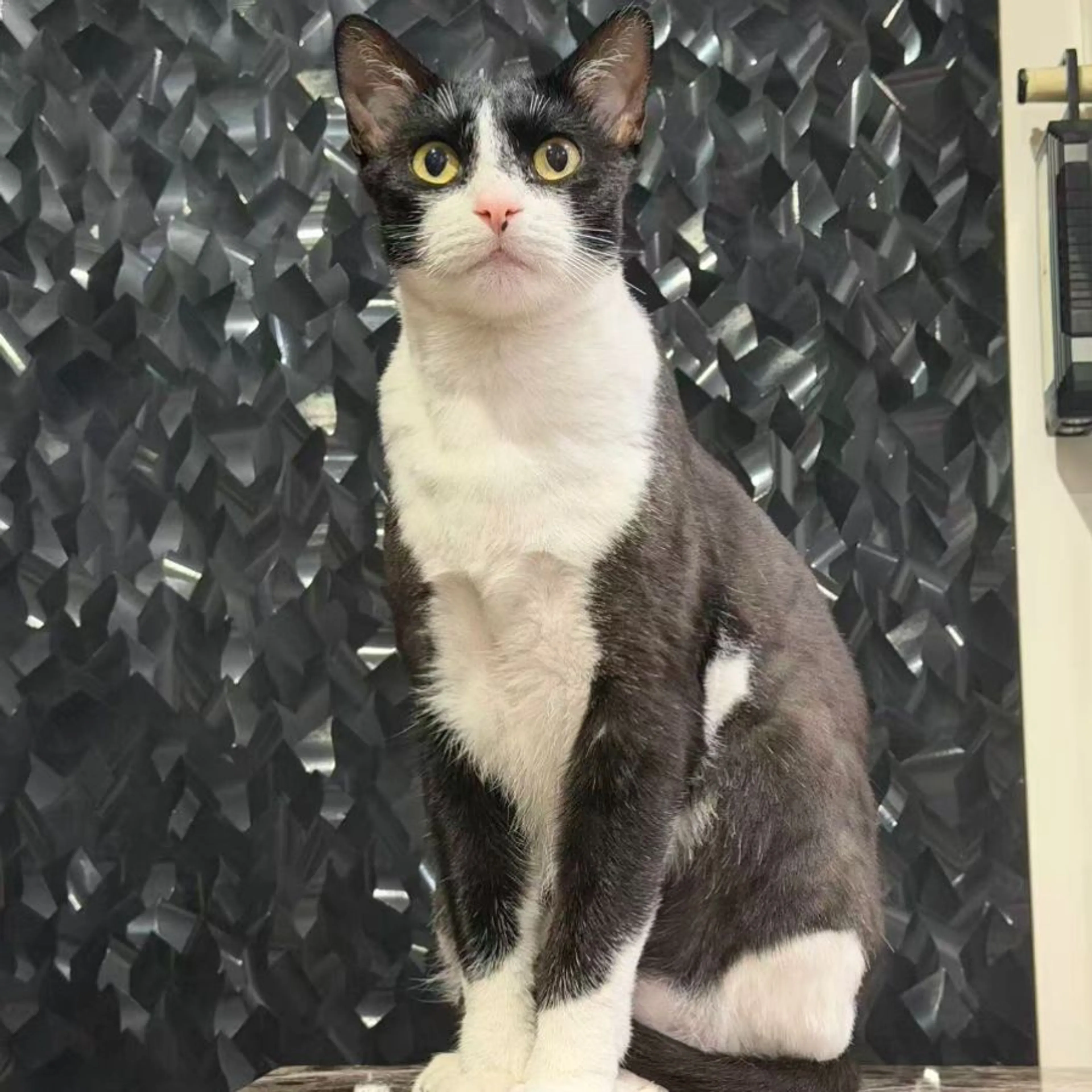 Lost pet