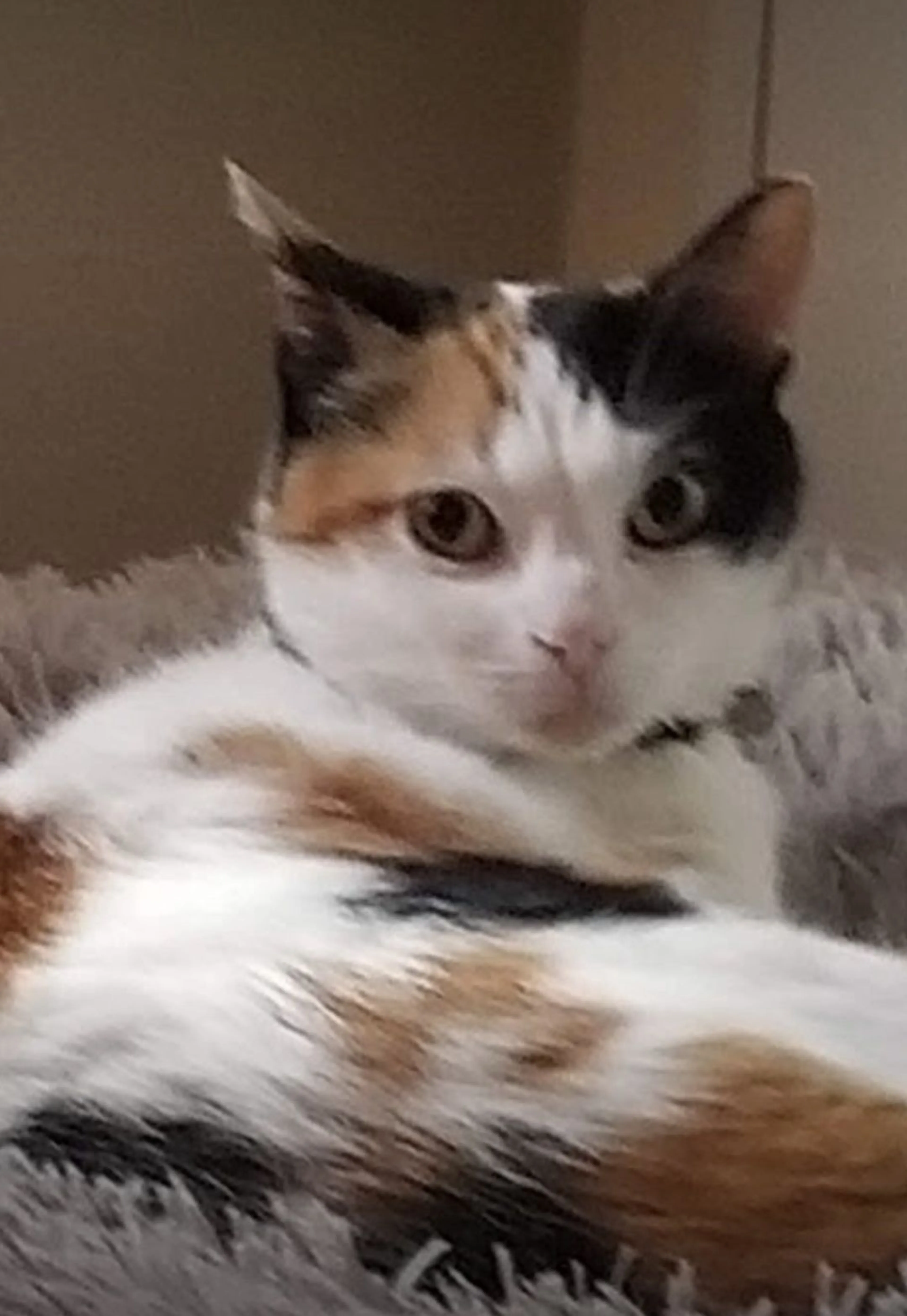 Lost pet-1
