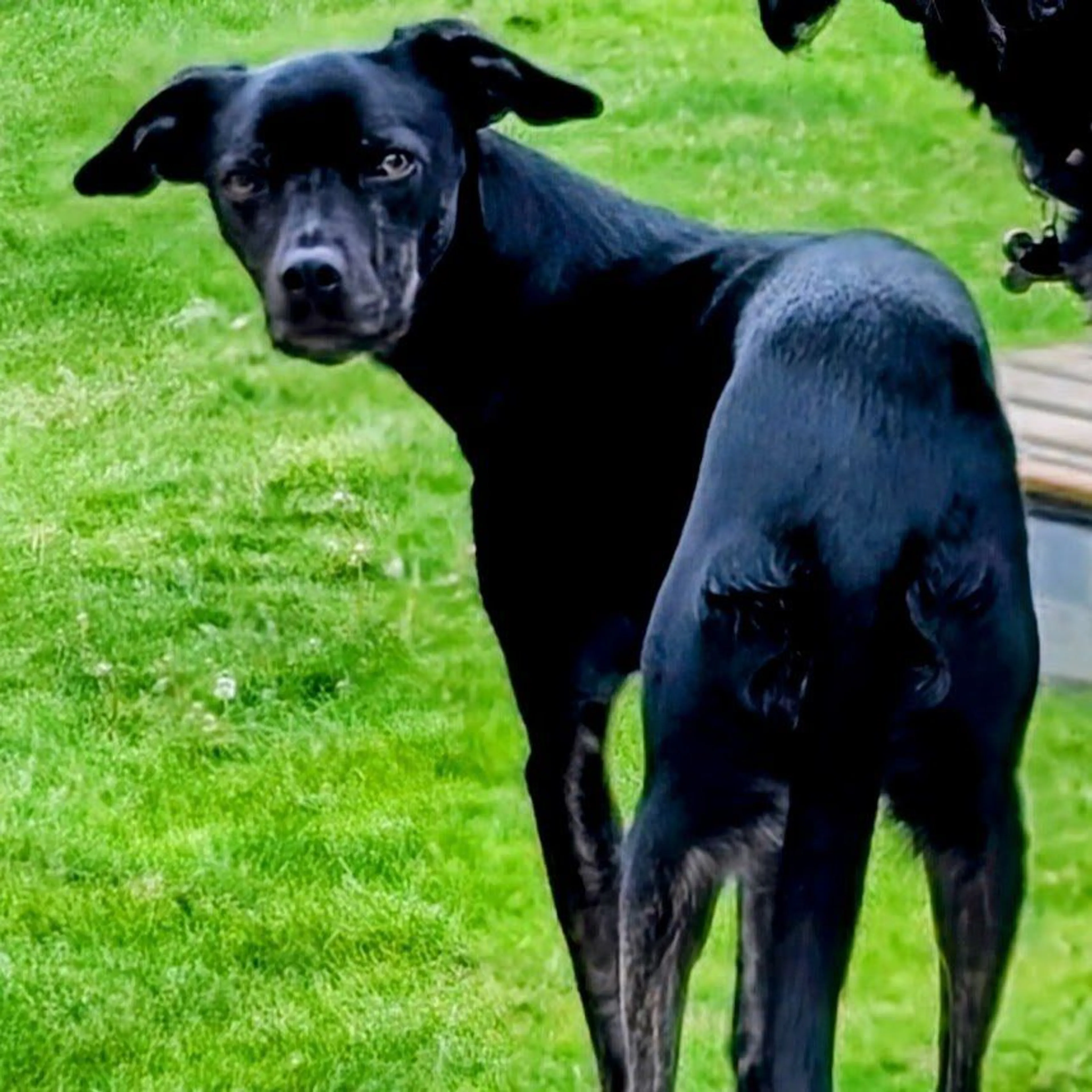 Lost pet