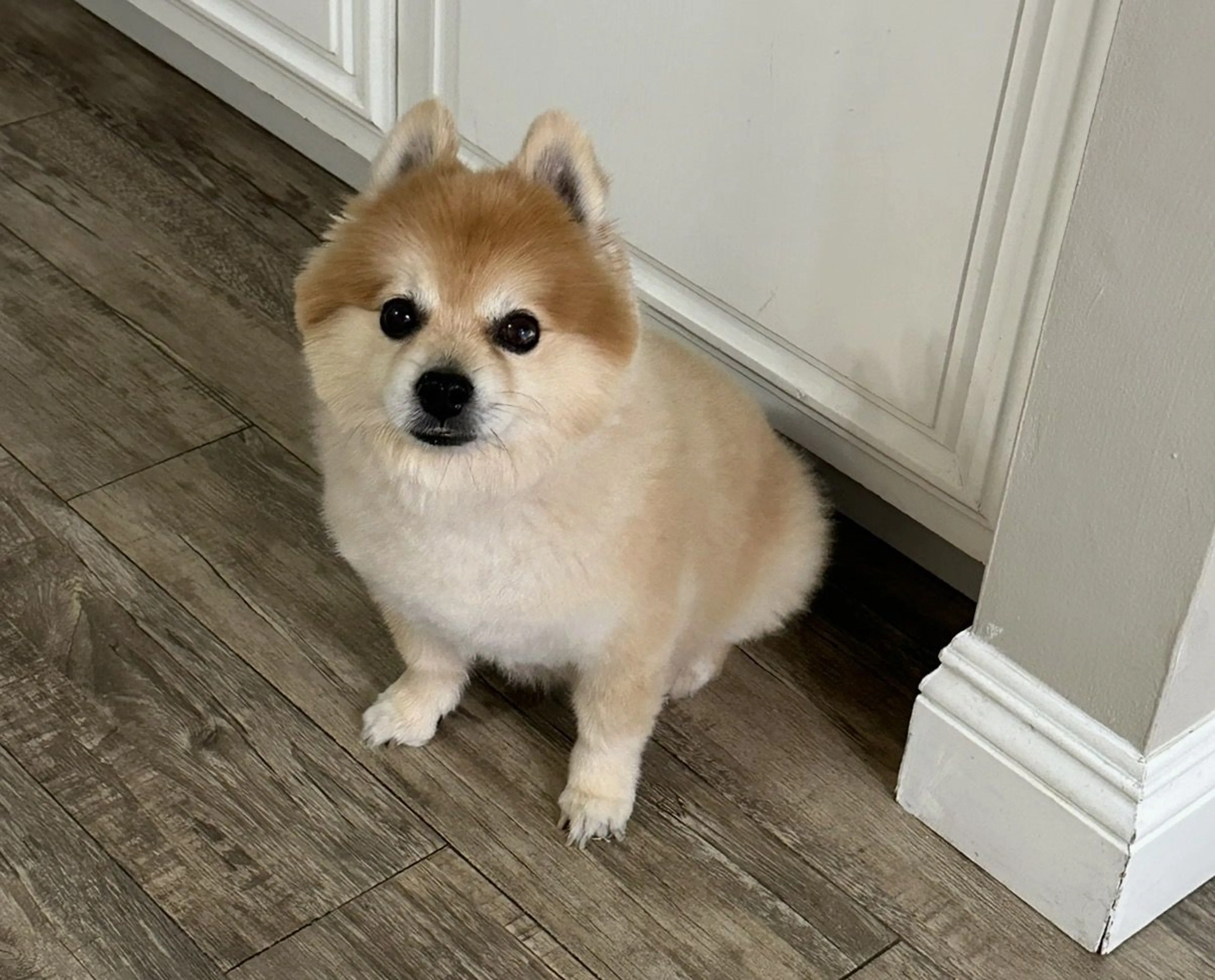 Lost pet