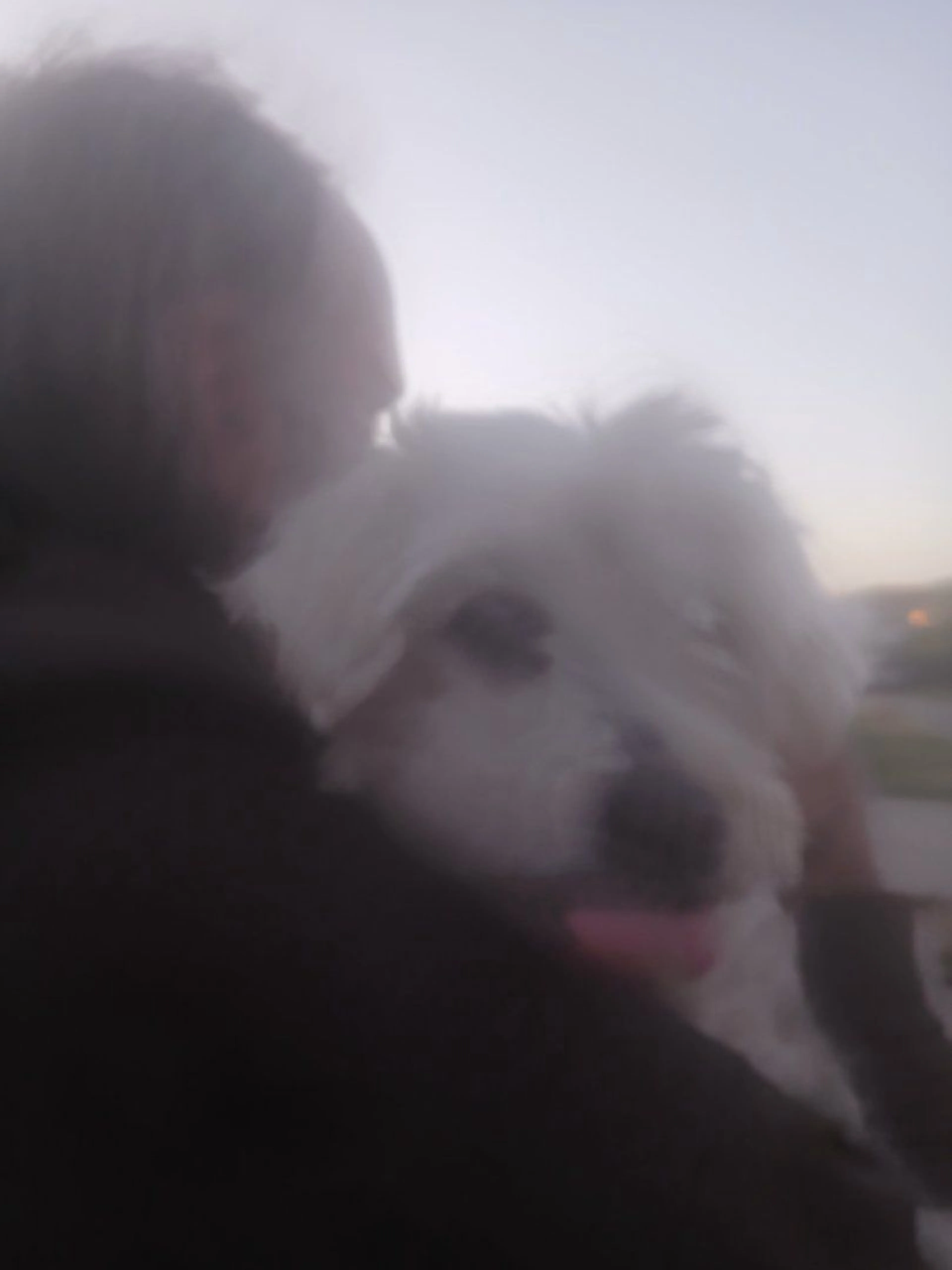 Lost pet
