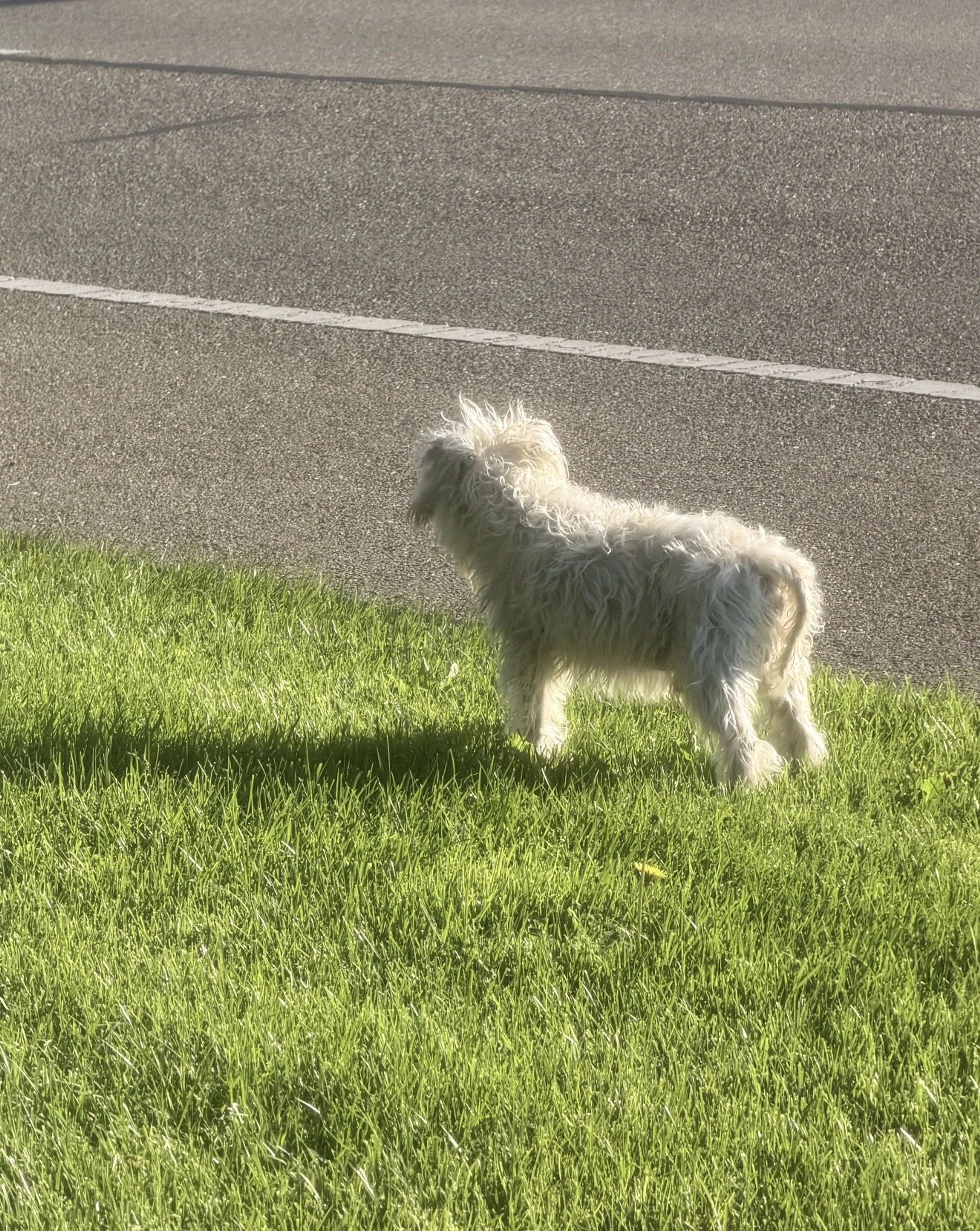Lost pet