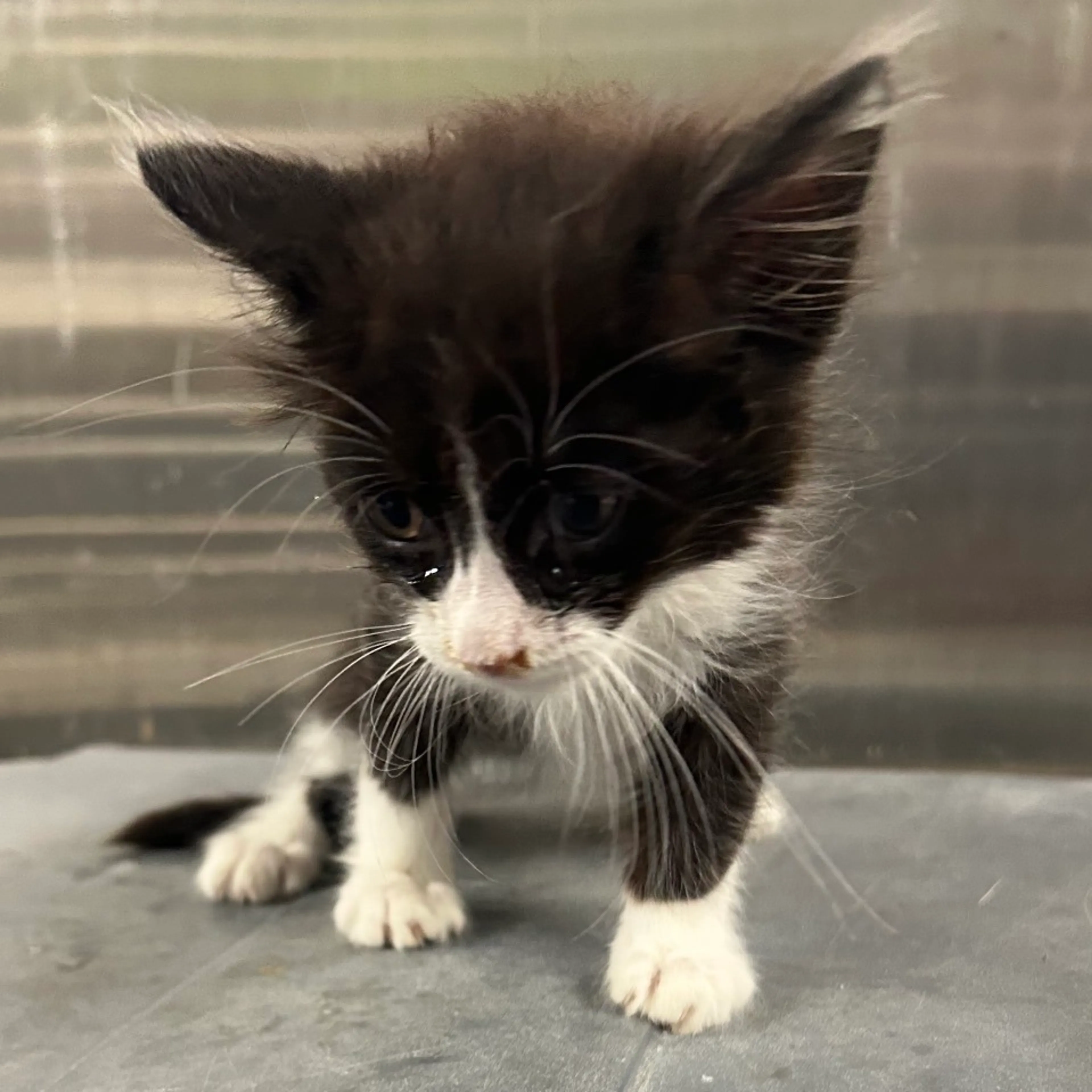 Found pet-4