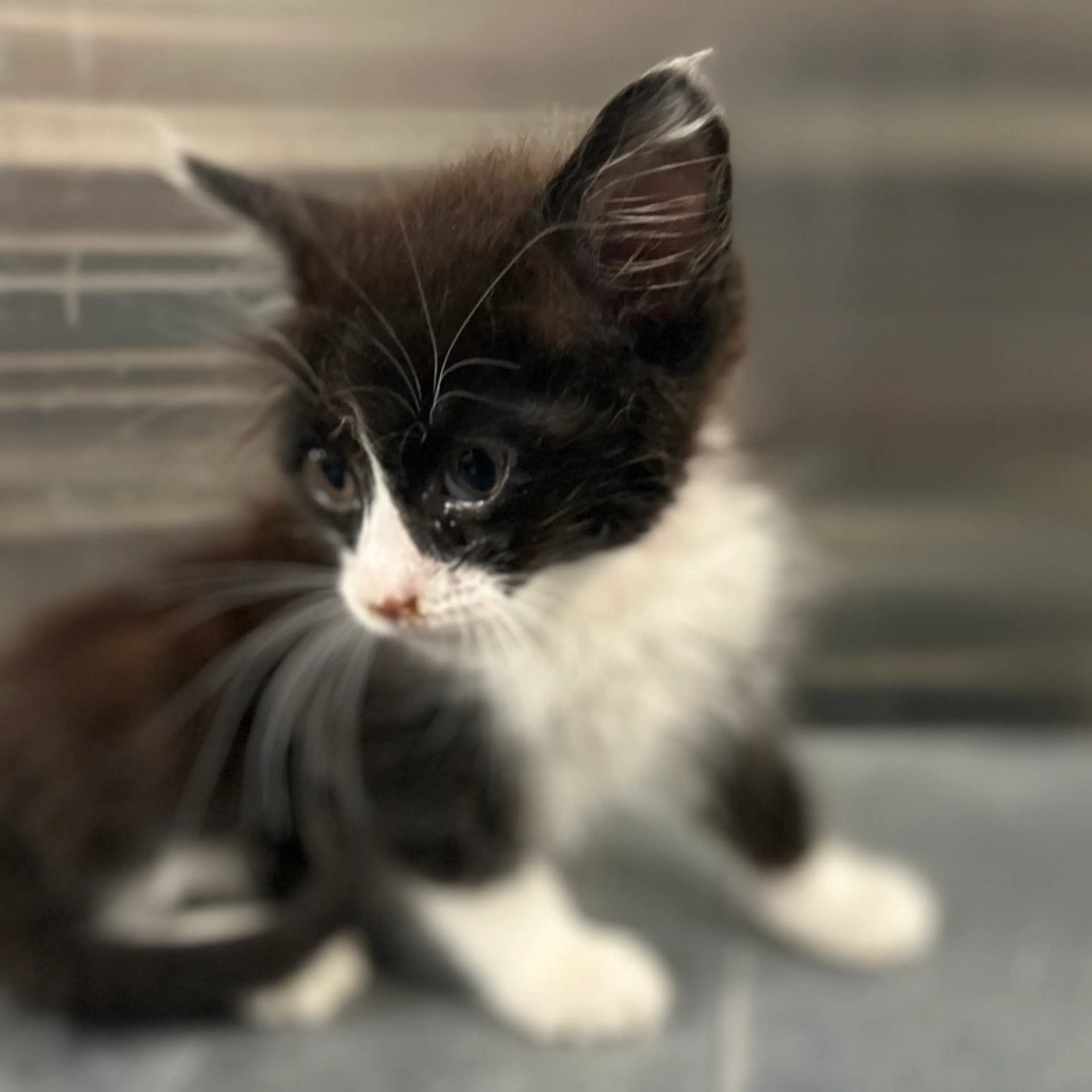 Found pet-2